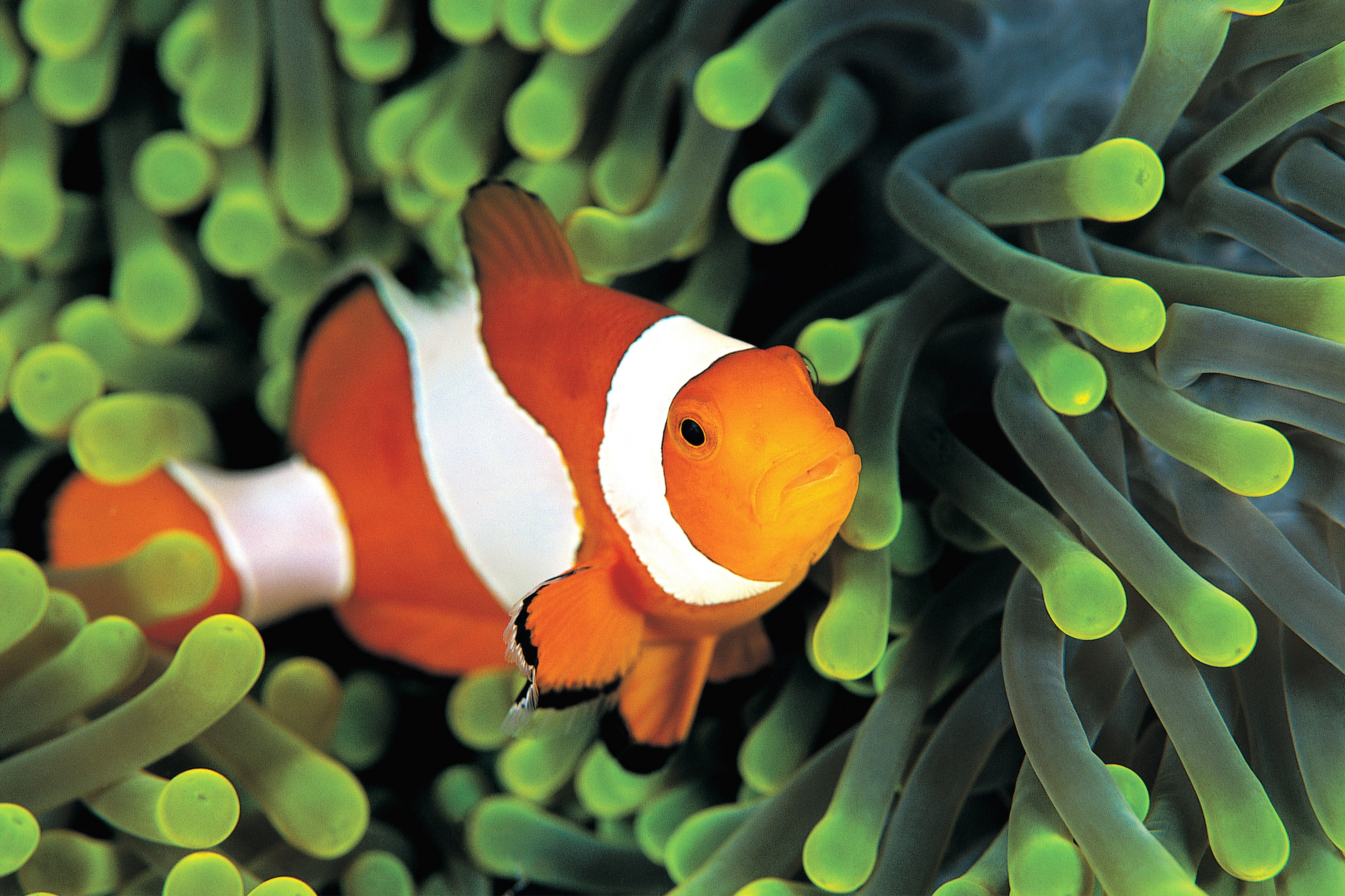 skunk Anemone Fish, symbiotic relationship, fish, clown, sea Anemone, swimming, colorful anemones, reef, blue, orange color, one animal, sea life, no people, HD Wallpaper