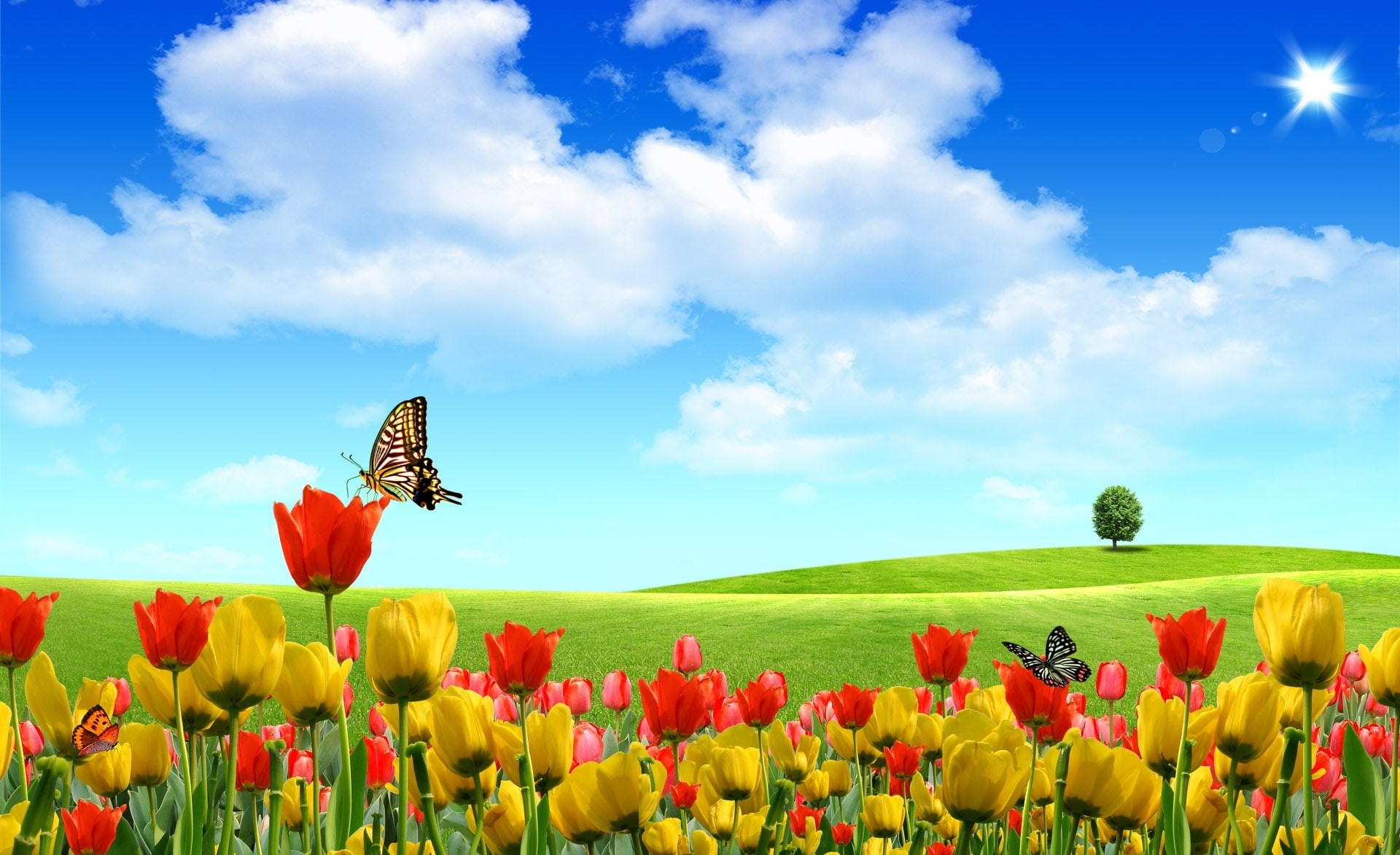 field, Spring, no people, fragility, nature, flower, tranquility, 1080P, outdoors, day, growth, yellow, scenics - nature, Dreamscape, flowering plant, HD Wallpaper