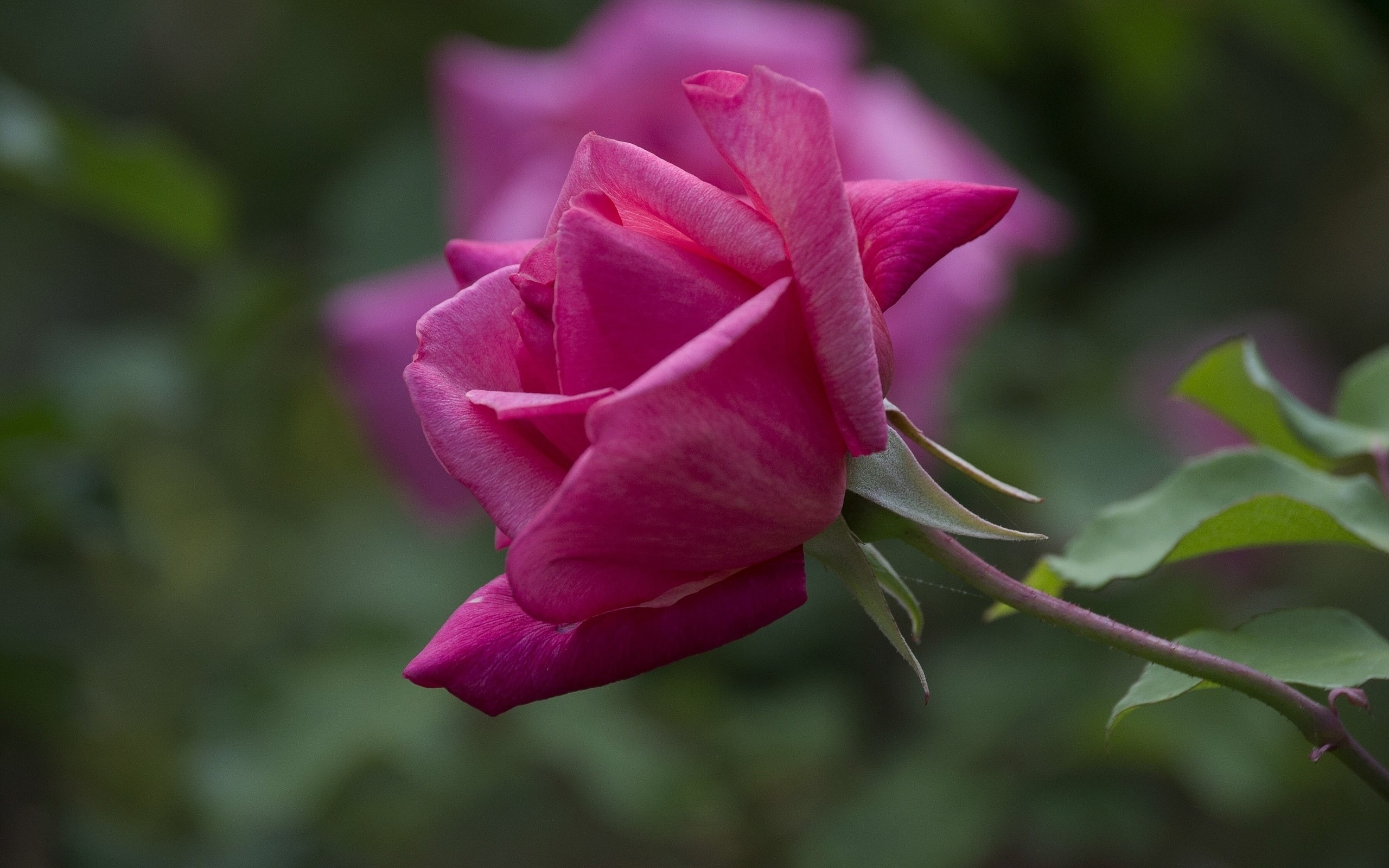 2K, magenta, rose, HD Wallpaper