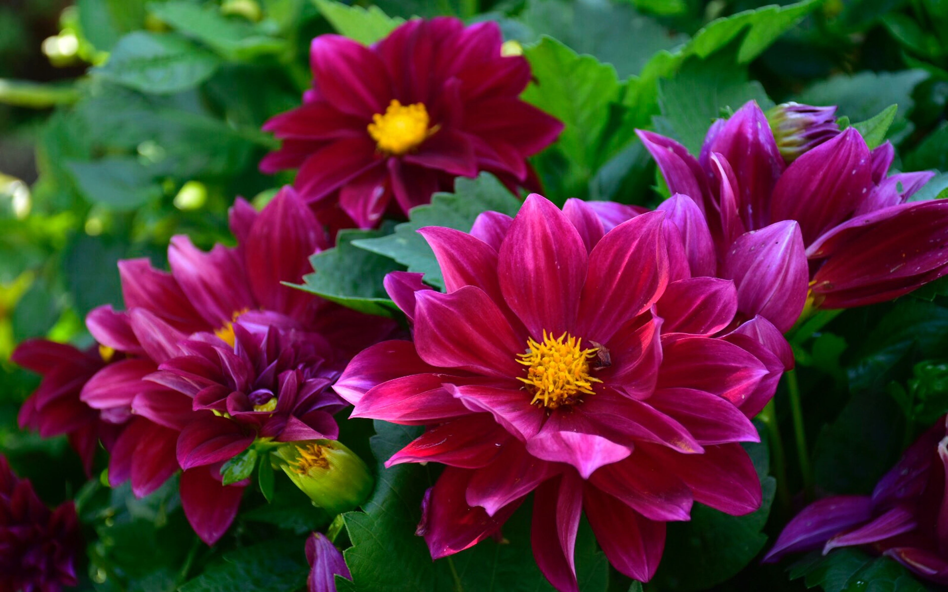 growth, nature, drive, no people, leaf, close-up, plant, laptops, inflorescence, hd, flowering plant, dark, flowers, day, gold, focus on foreground, HD Wallpaper