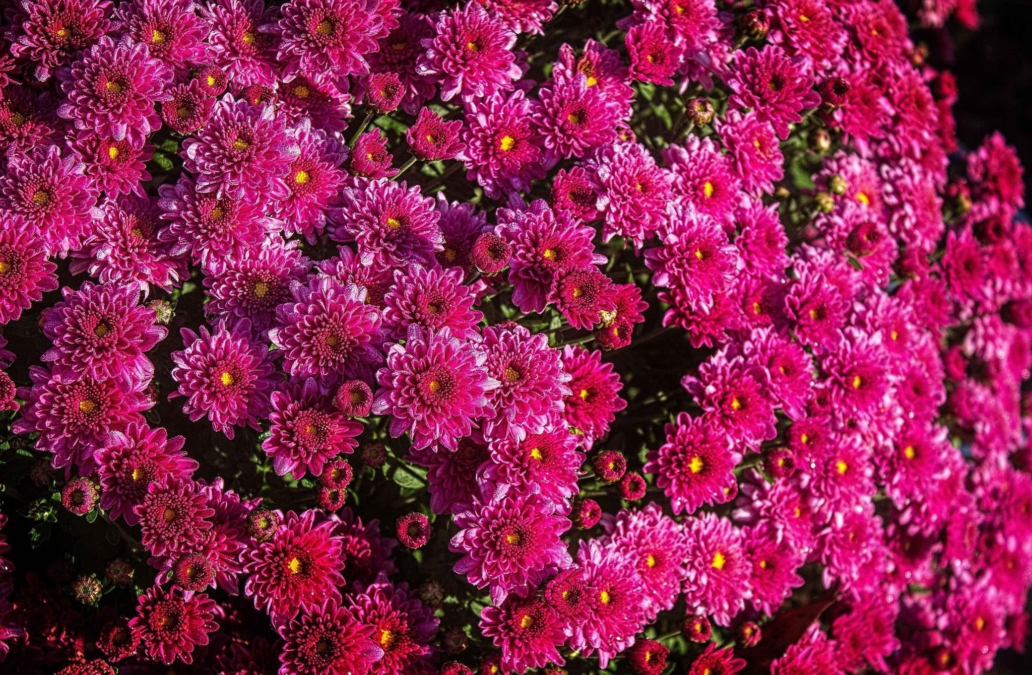 magenta, multi Colored, plant, flowerbed, vibrant Color, summer, beauty In Nature, pattern, backgrounds, botany, flowers, green Color, decoration, chrysanthemum, HD Wallpaper