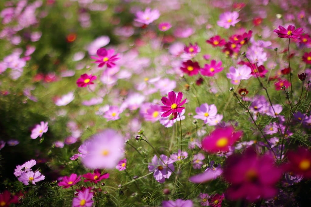 springtime, magenta, plants, pink, Untitled, plant, summer, bokeh, photography, pink Color, bed, Cosmos, autumn, outdoors, depth, field, 480P, meadow, HD Wallpaper