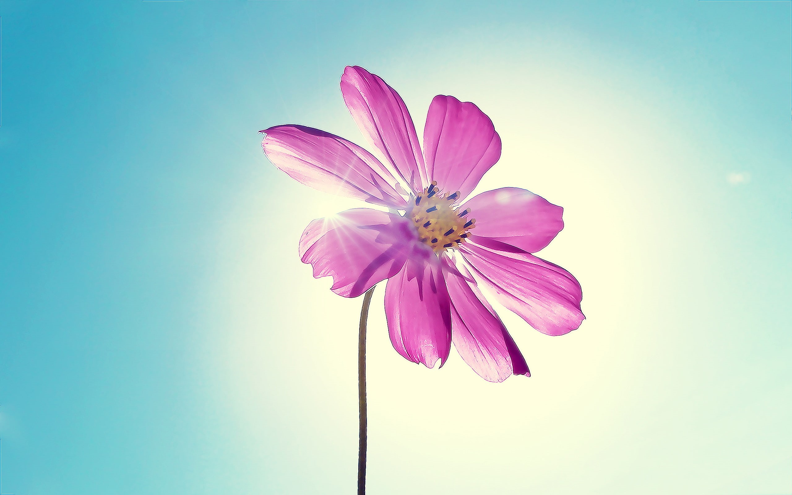 purple, 2K, flowers, flower, hd, magenta, HD Wallpaper