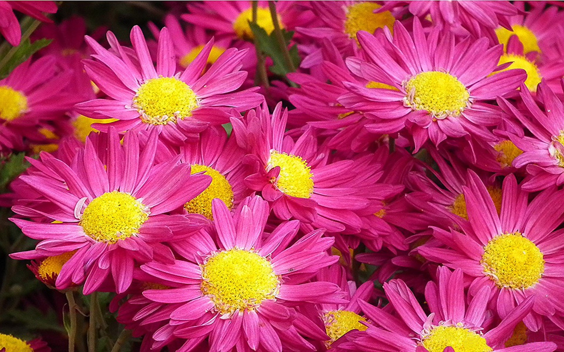 magenta, photo, beautiful, mobile, hd, flower, chrysanthemum, phone, 1080P, HD Wallpaper