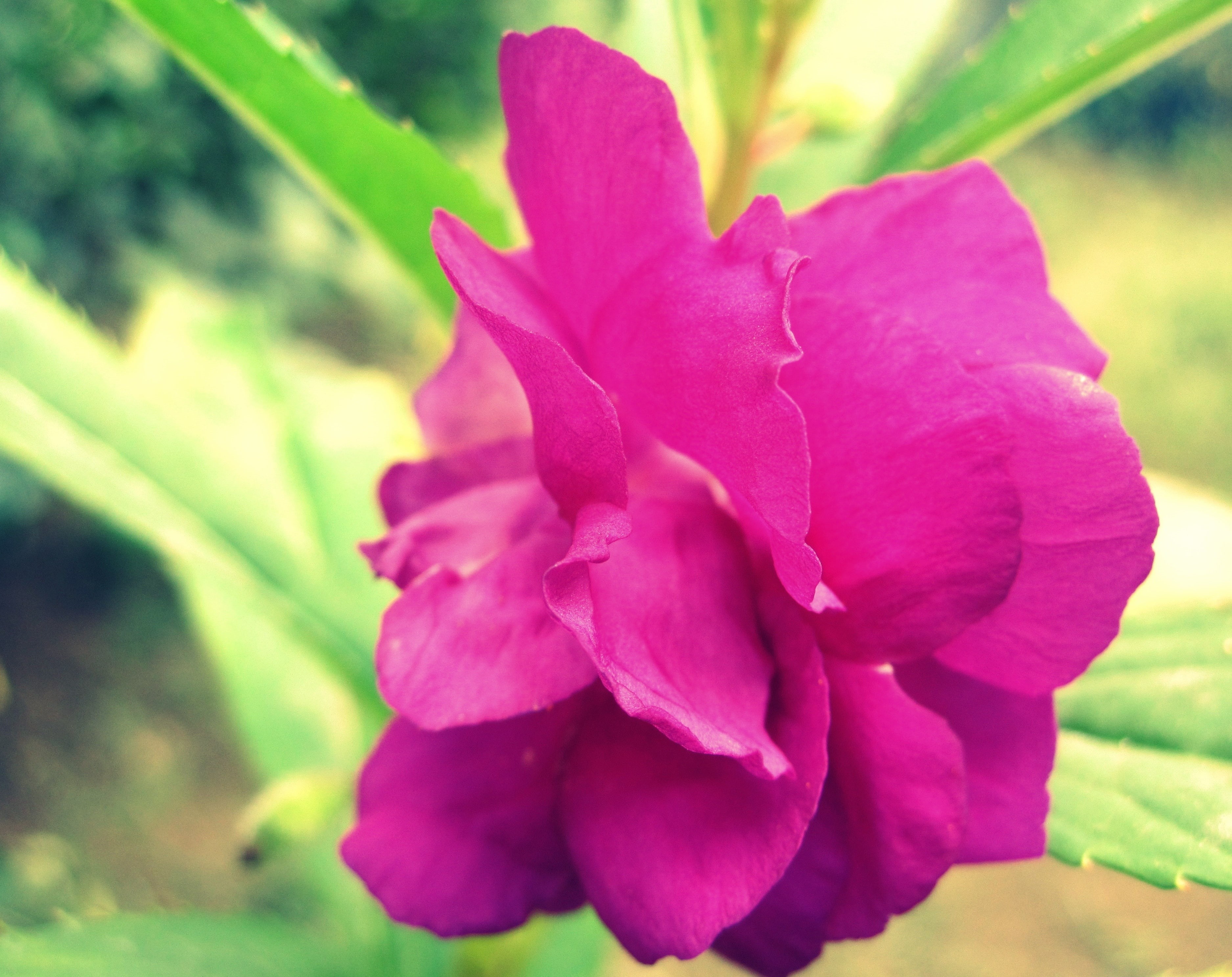 Purple, Nature, 2K, Flowers, Flower, Magenta, Pink, HD Wallpaper