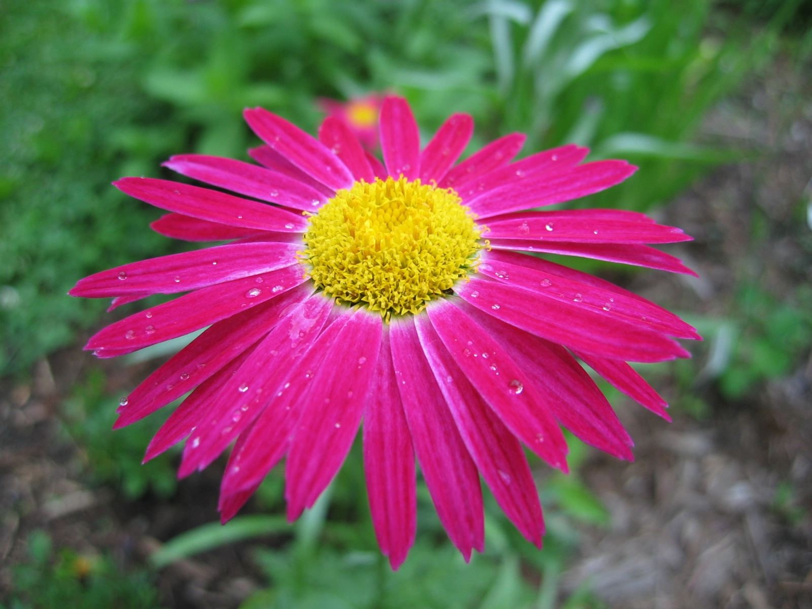 flower, outdoors, no people, petal, beauty in nature, plant, freshness, 720P, day, drop, vulnerability, fragility, close-up, inflorescence, raindrop, growth, HD Wallpaper