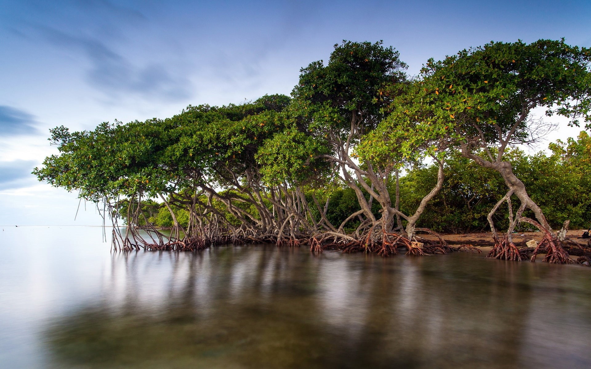 Lake, Forest, forests, Mangrove, 1080P, Scenery, HD Wallpaper