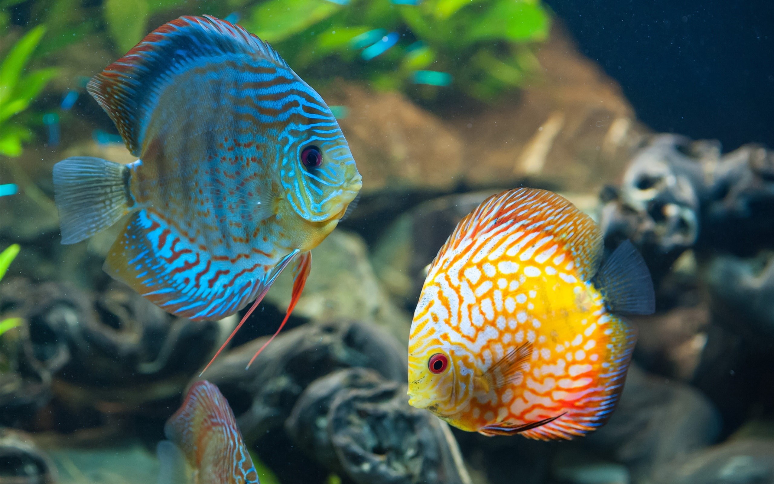 Fish, Underwater, Blue, Yellow, 2K, Beautiful, HD Wallpaper