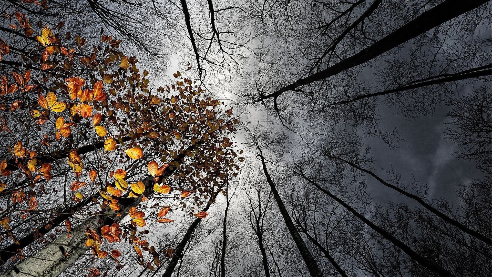 trees, autumn collection, growth, woodland, plant, change, tree, land, fall, plant part, branch, worms eye view, bare tree, sky, tranquility, beauty in nature, HD Wallpaper