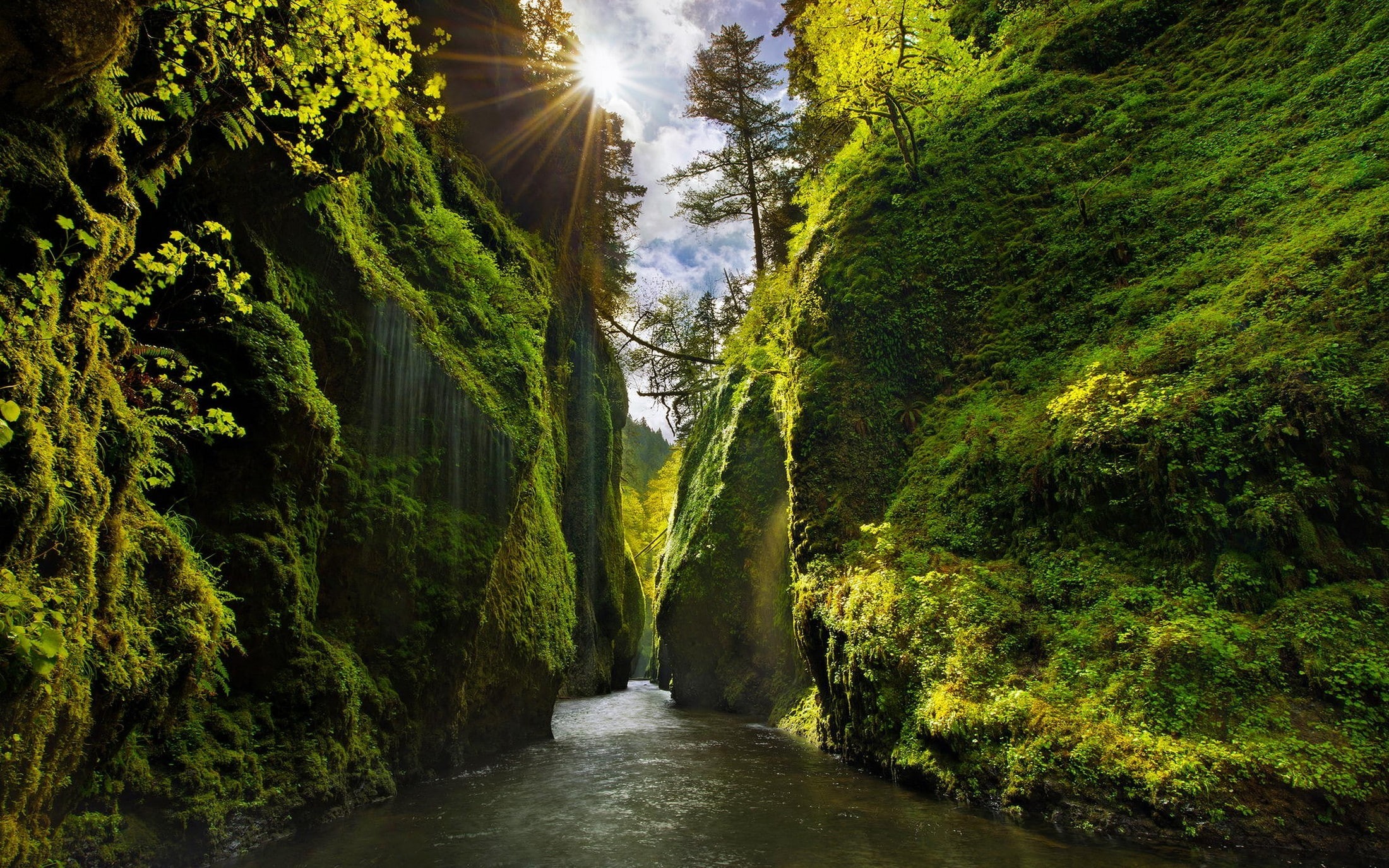 water, nature, flowing water, plant, sunlight, plants, Iceland, river, no people, beauty in nature, forest, growth, green color, flowing, direction, day, HD Wallpaper