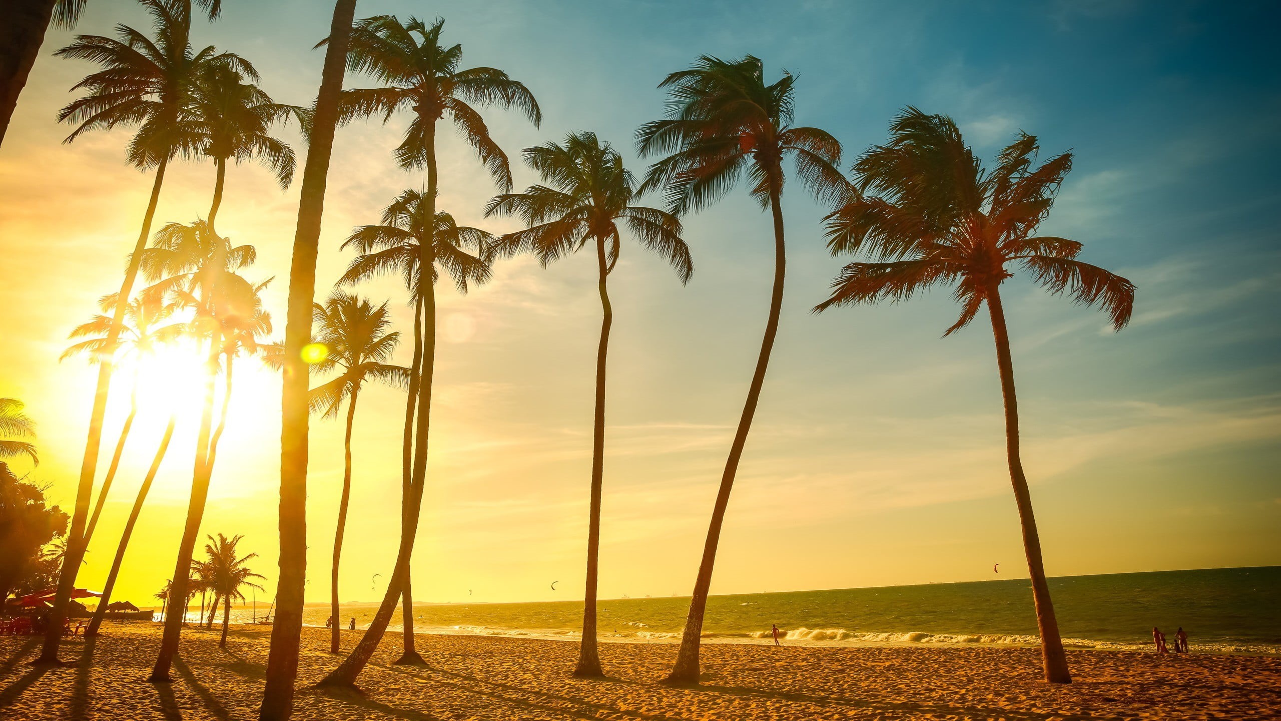 coconut, cloud - sky, tree, tropical climate, no people, growth, coconut palm tree, sea, sunset, land, tranquility, sky, palm trees, 2K, outdoors, beauty in nature, HD Wallpaper