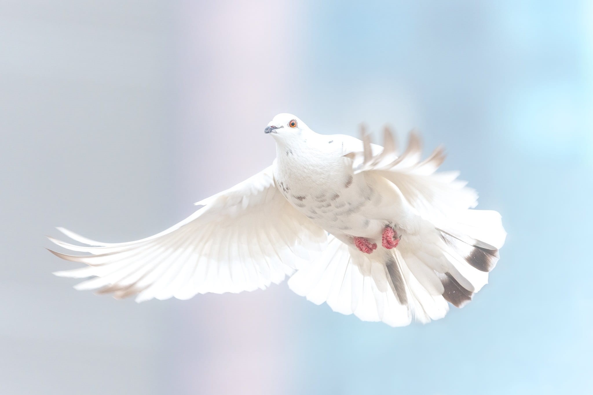 peace, no people, nature, animal themes, animal body part, animals in the wild, bird, flying, vertebrate, white, one animal, 1080P, purity, fauna, symbols of peace, HD Wallpaper