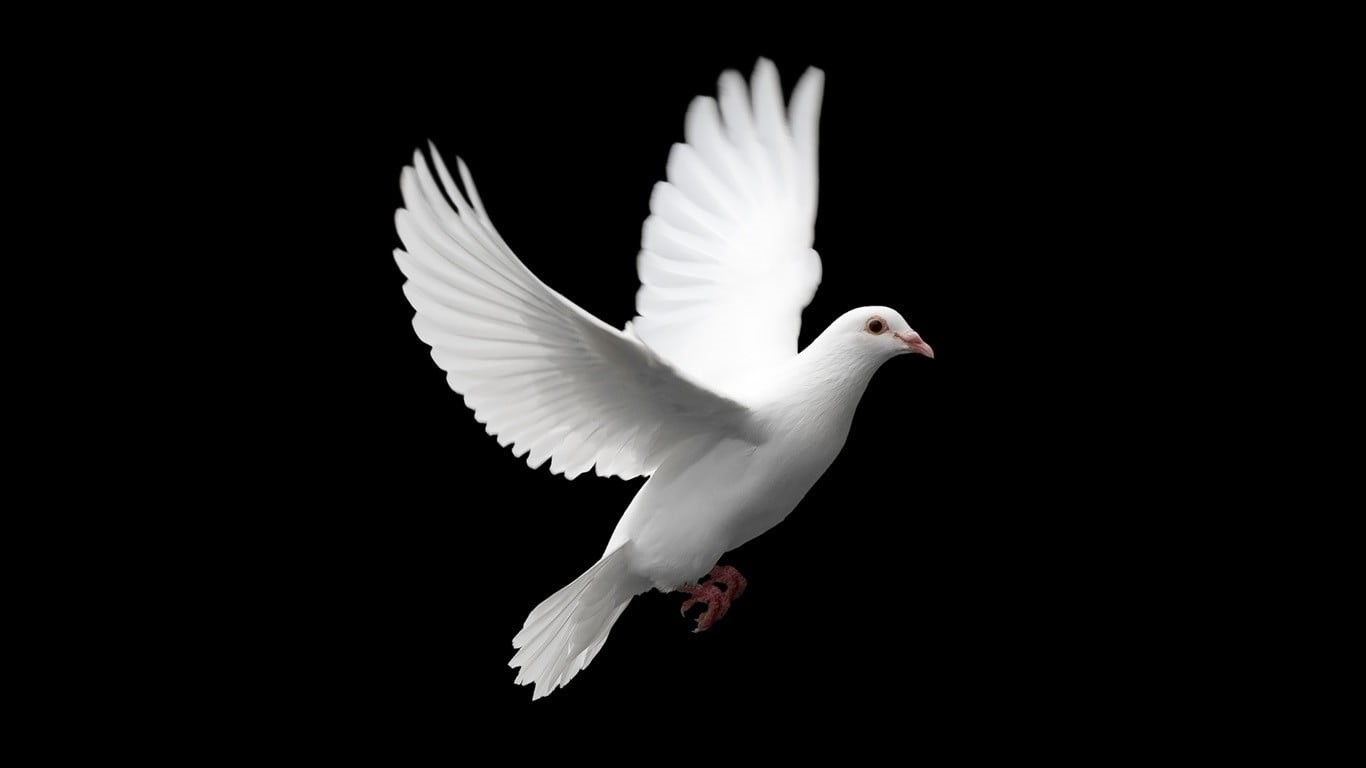 copy space, studio shot, spread wings, white color, animals, animal wildlife, animal, flapping, black background, full length, pigeon, pigeons, flying, HD Wallpaper