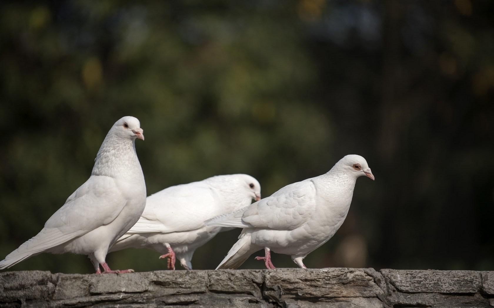 pigeon, white, 720P, doves, birds, feathered, HD Wallpaper