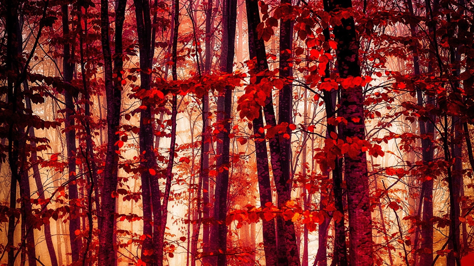 Forest, Leaves, Red, Trees, 1080P, Autumn, HD Wallpaper