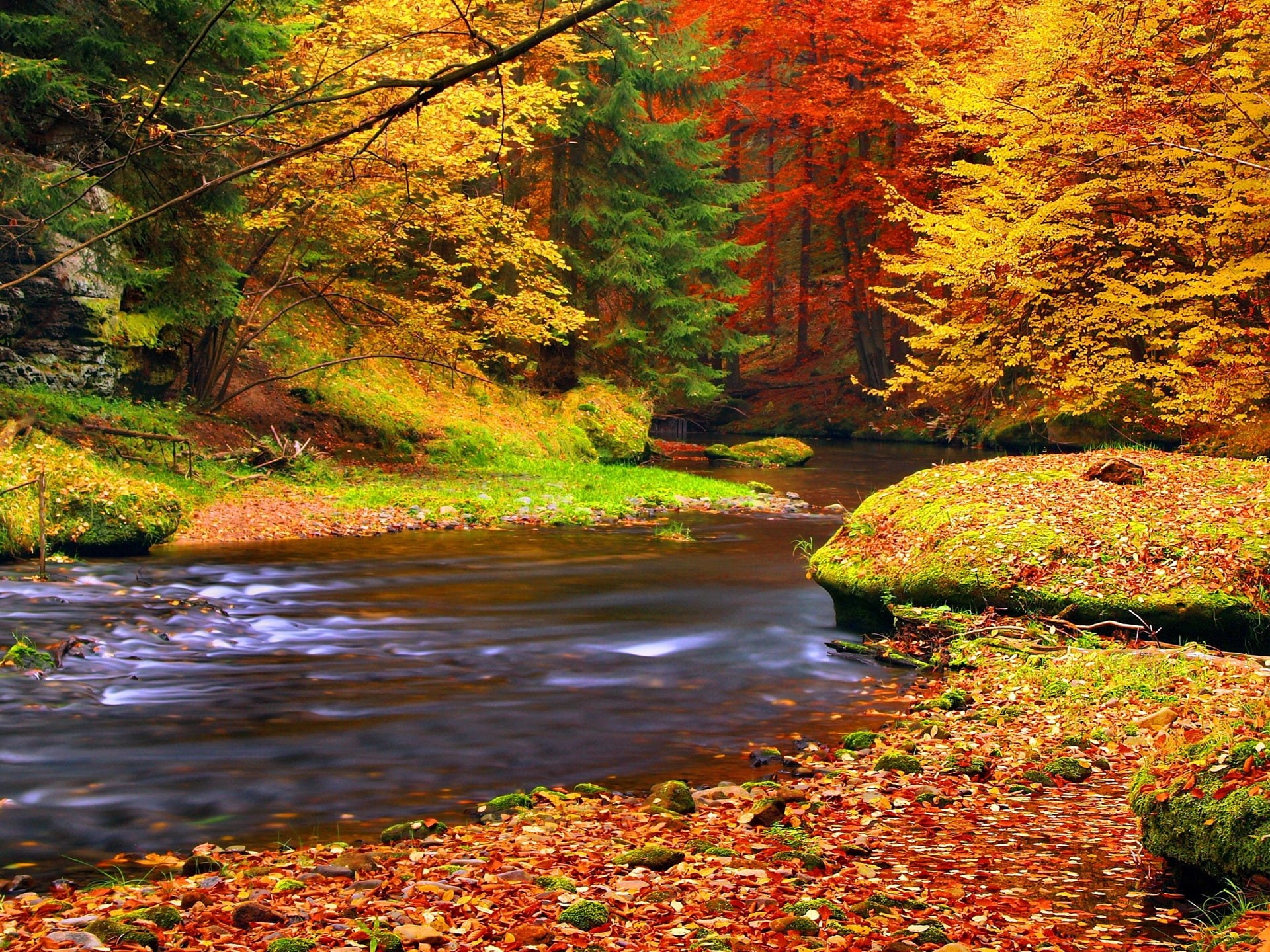 Autumn, Forest, River, Trees, 1080P, Leaves, HD Wallpaper