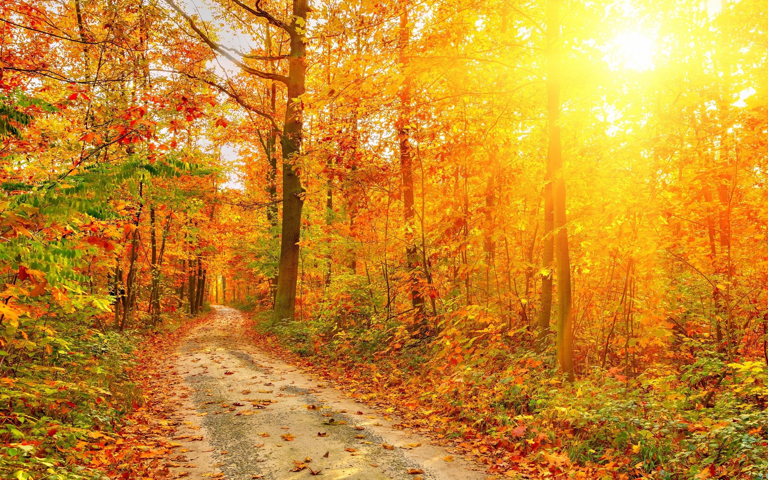 Rays, Forest, Autumn, Beautiful, Trees, 2K, Sun, Path, HD Wallpaper