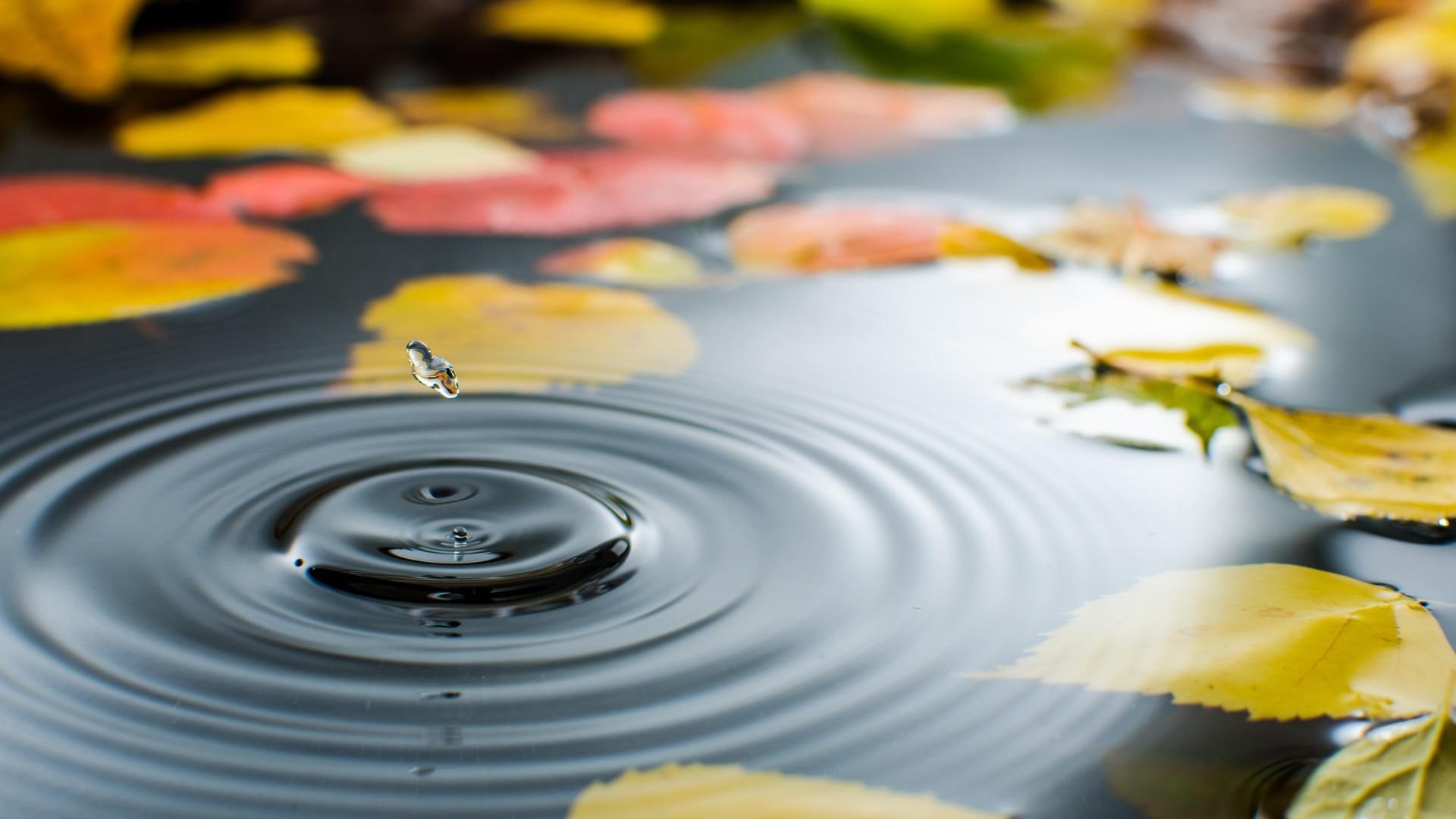 red, beautiful, water, green, autumn, leaves, 1080P, autumn leaves beautiful, HD Wallpaper