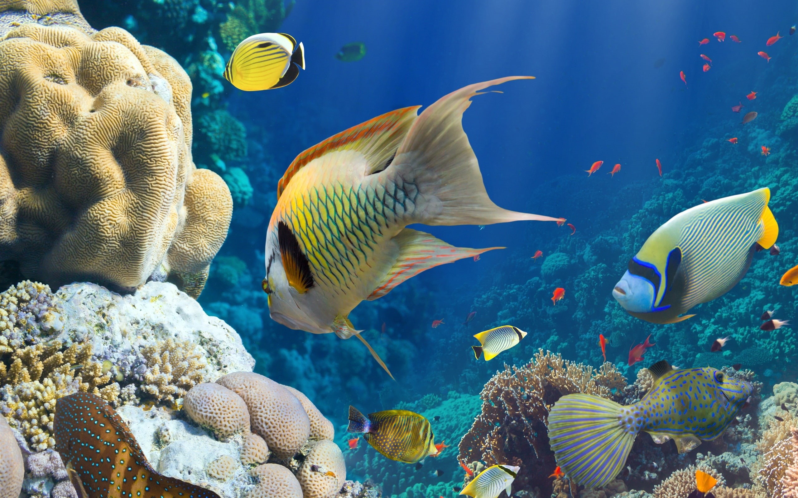 Underwater, Sea, Reef, Fish, Coral, 2K, HD Wallpaper