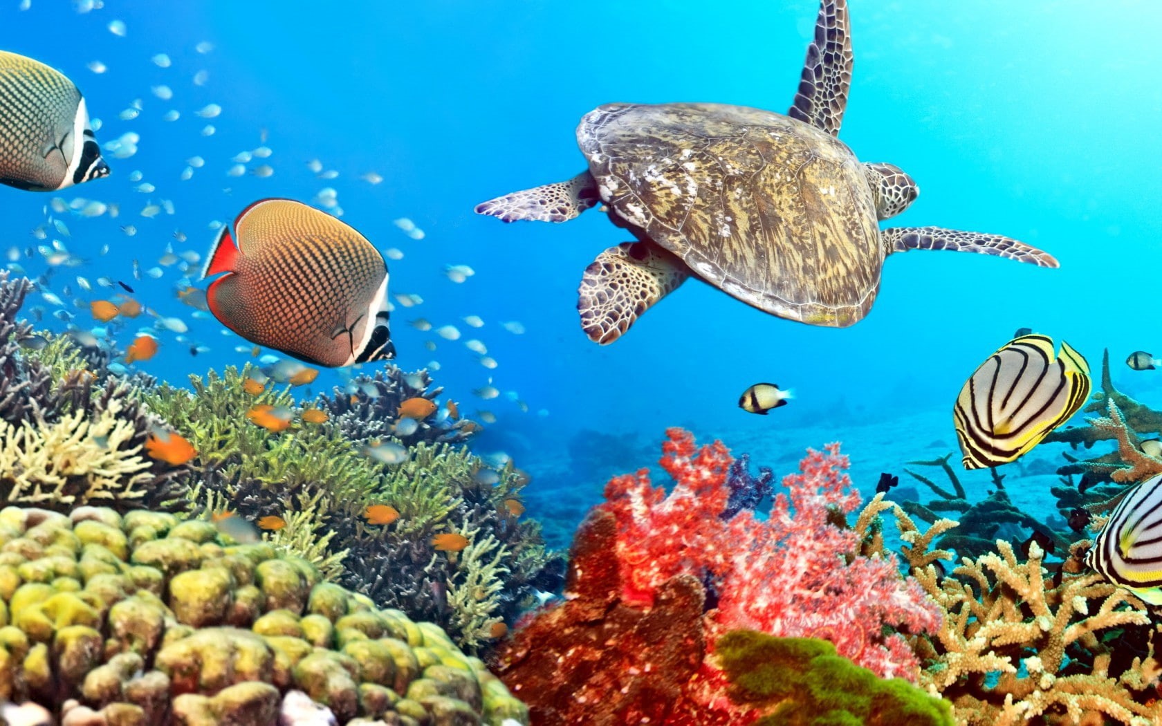 720P, tropical, coral, Ocean, reef, fishes, underwater, HD Wallpaper