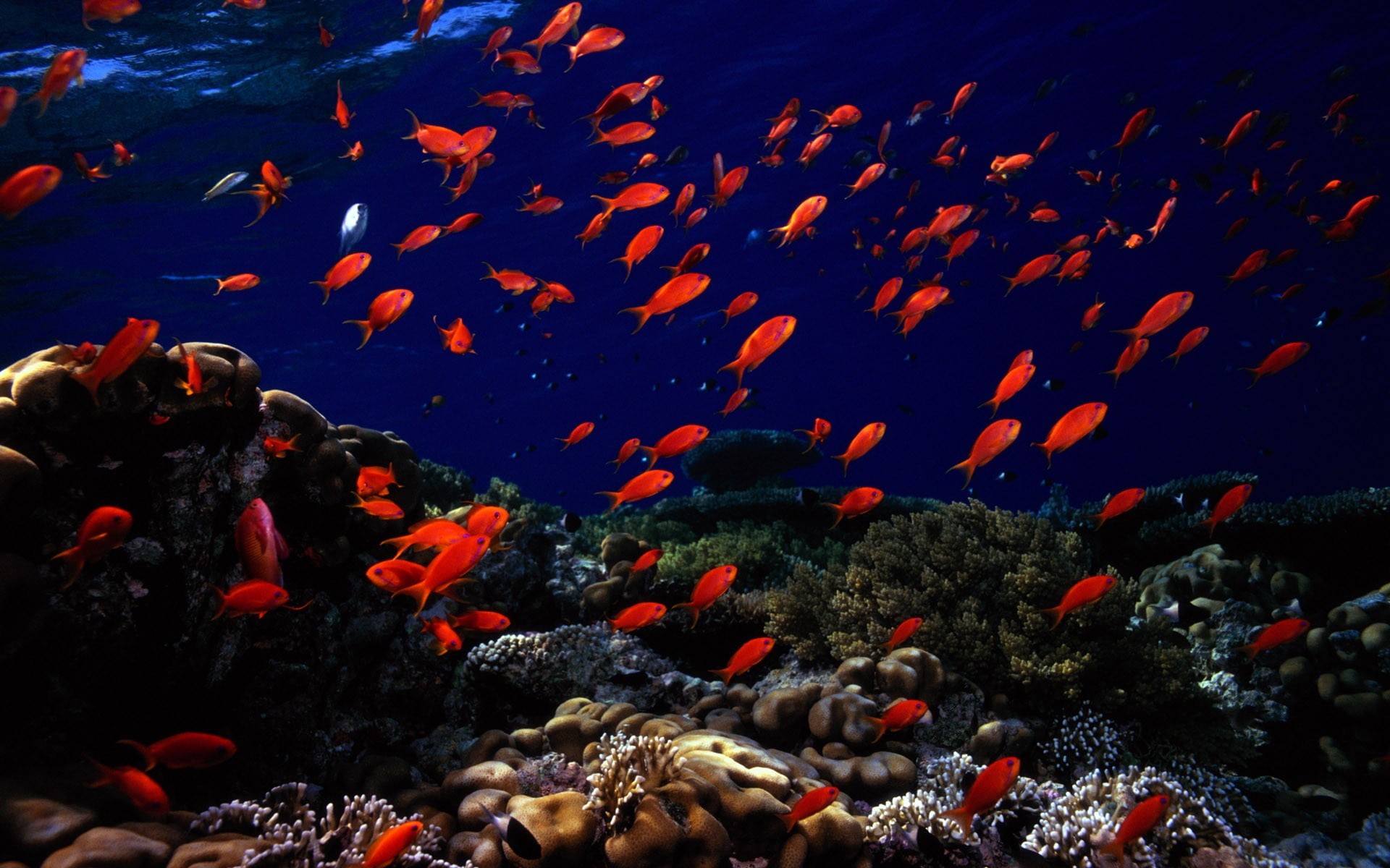 swimming, underwater, undersea, large group of animals, animal themes, ecosystem, animal wildlife, outdoors, sea, marine, coral, abundance, beauty in nature, HD Wallpaper