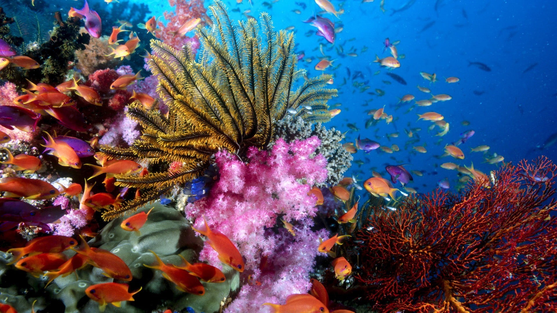 undersea, orange, vertebrate, animal wildlife, ecosystem, invertebrate, marine, water, no people, animal, sea life, 1080P, school of fish, fish, animals in the wild, HD Wallpaper