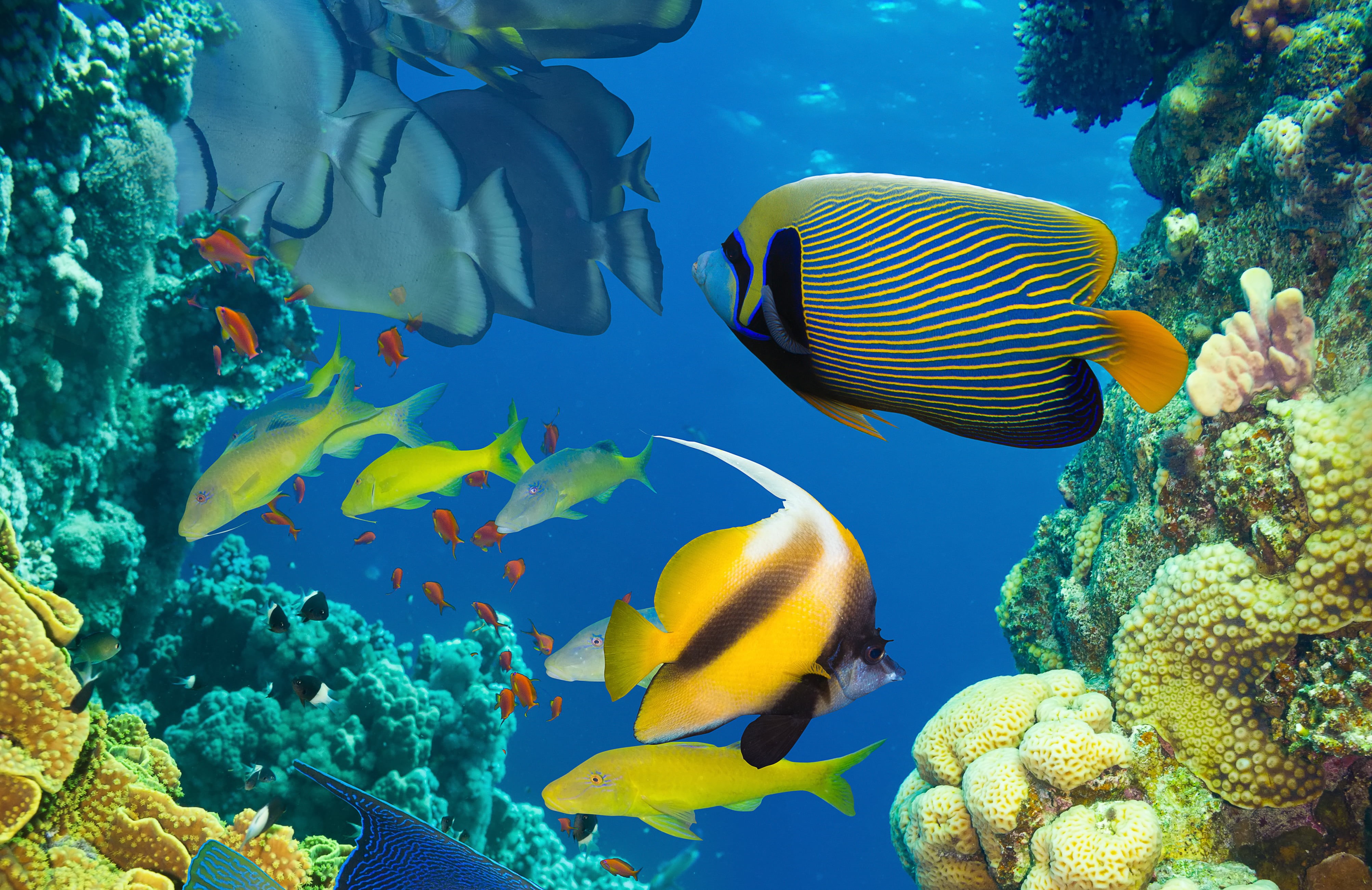 the ocean, deep, tropical Climate, school, no people, 4K, animal themes, coral, animals in the wild, assorted, large group of animals, underwater, vertebrate, HD Wallpaper