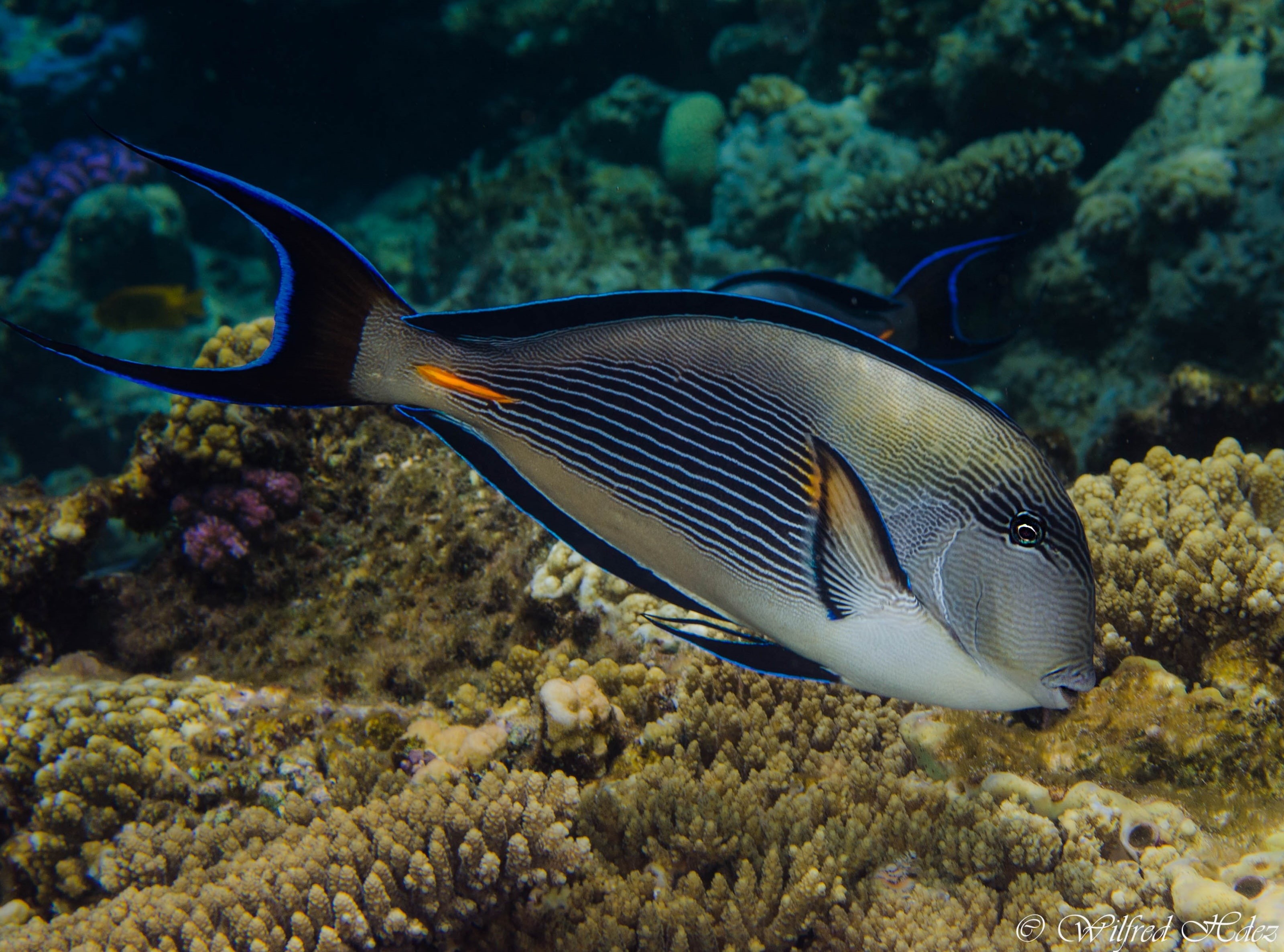 beauty in nature, Closeup, Marine Species, 2K, Reef, Animals, saltwater fish, animal themes, sea life, vertebrate, undersea, invertebrate, swimming, Water, HD Wallpaper