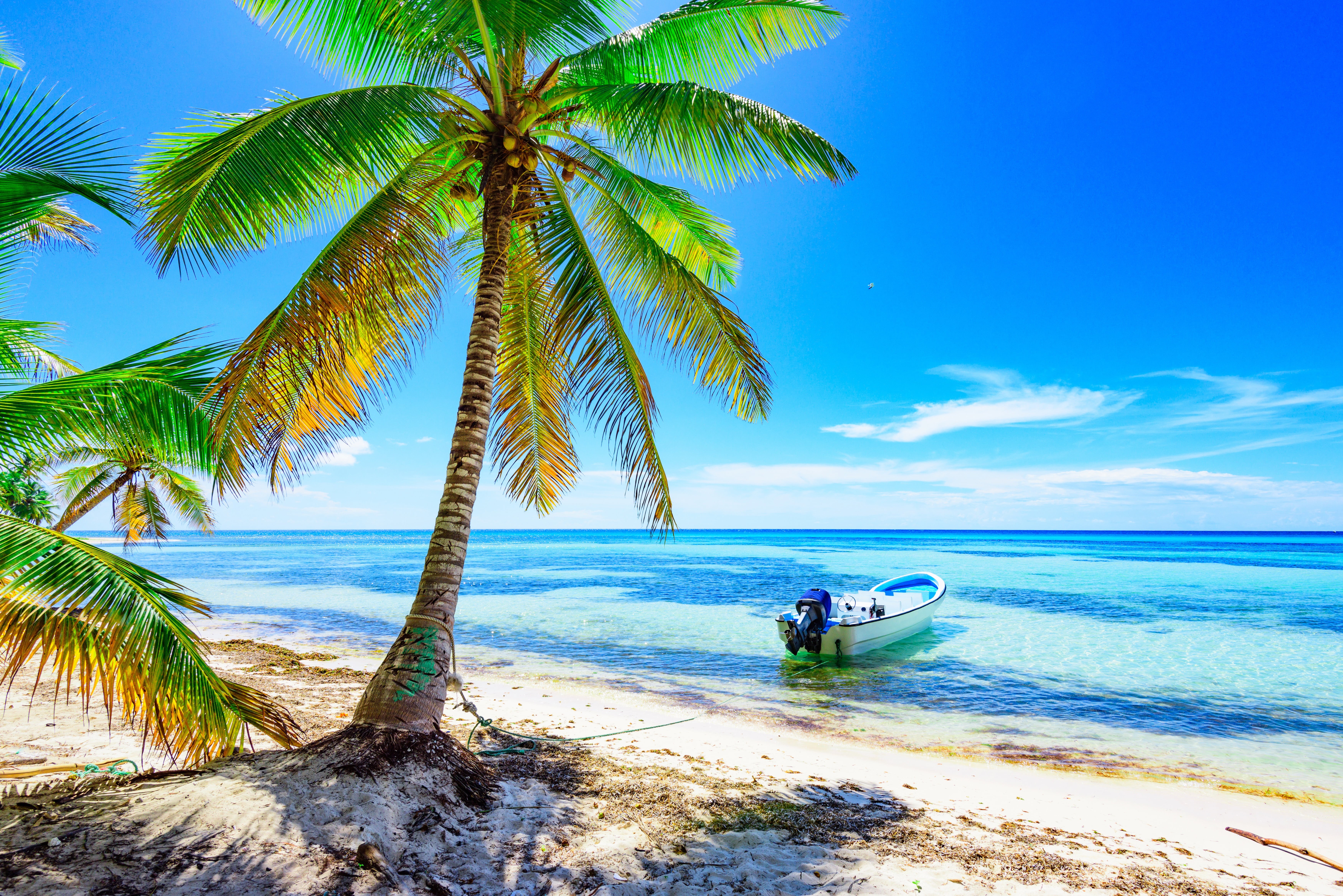 5K, horizon over water, summer, palm trees, day, plant, tree, sunlight, beauty in nature, tropical tree, the sun, sand, shore, tropical, tropical climate, HD Wallpaper