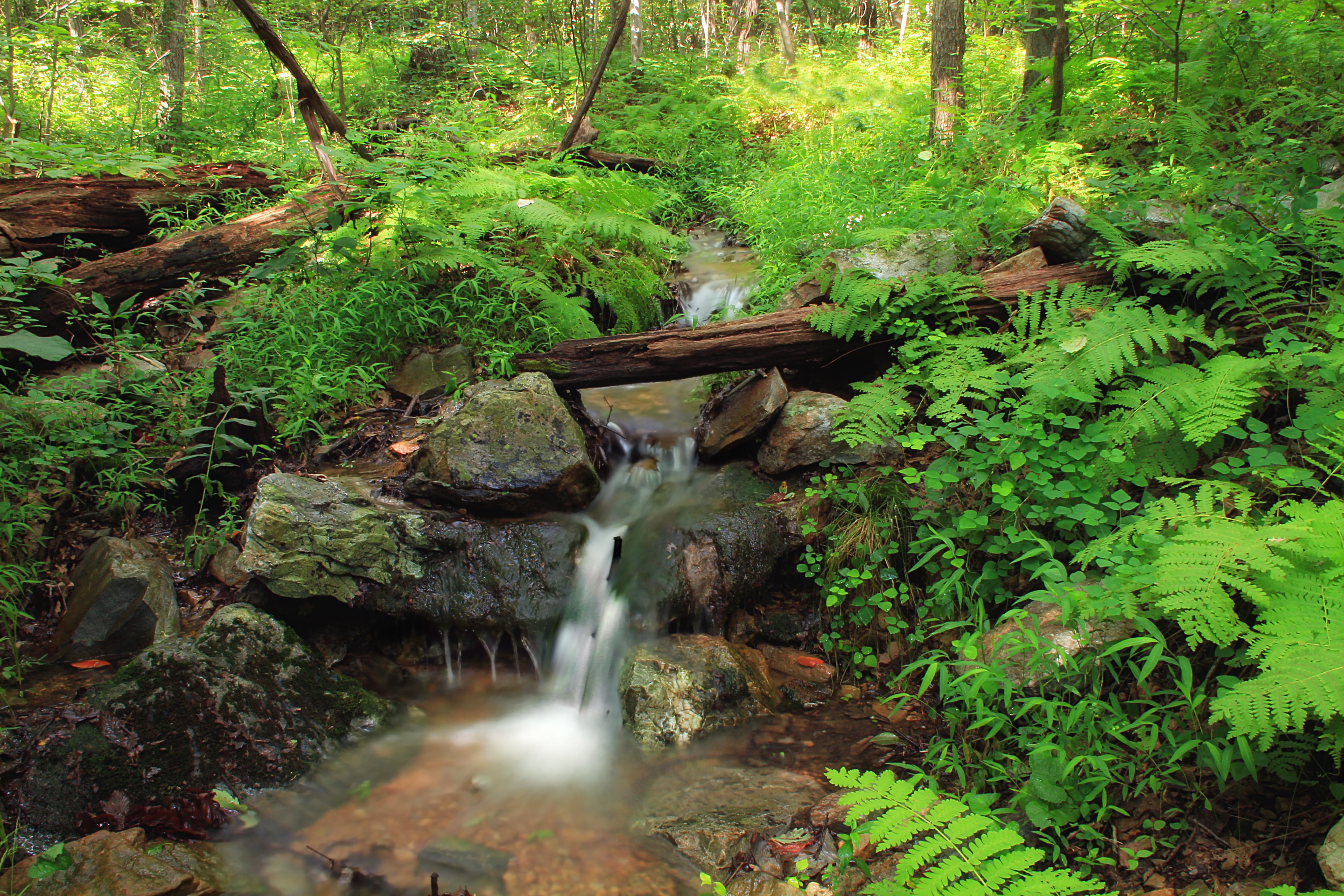 Falling Spring, forest, Northampton County, waterfall, creek, Pennsylvania, timelapse, cascades  waterfall, outdoors, stream, trees, creative commons, falling, HD Wallpaper