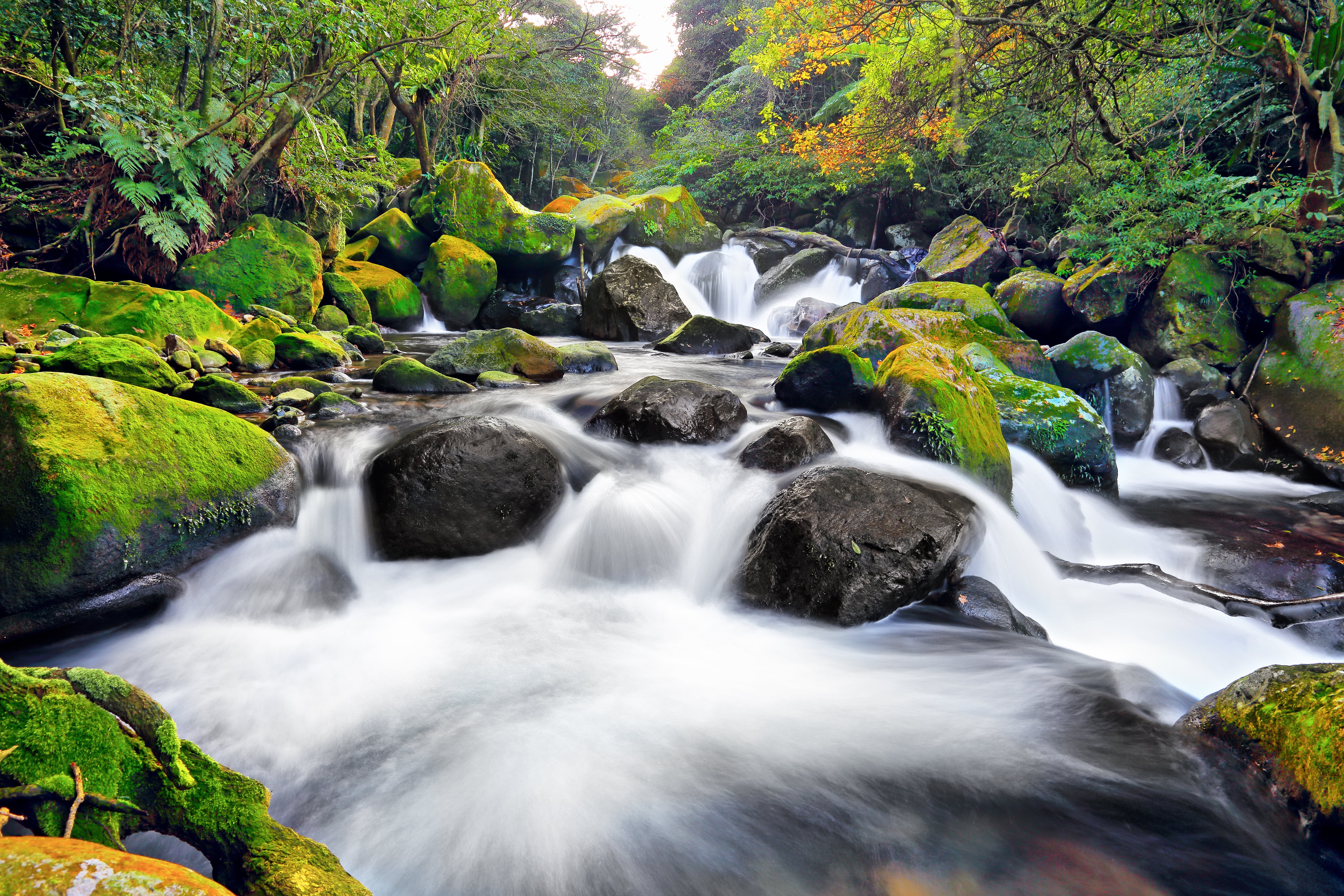 tropical Rainforest, green Color, 溪谷, 溪曝, waterfall, autumn, beauty In Nature, freshness, NATURE, Brook, forest, outdoors, photography, RIVER, STREAM, spring  CREEK, HD Wallpaper