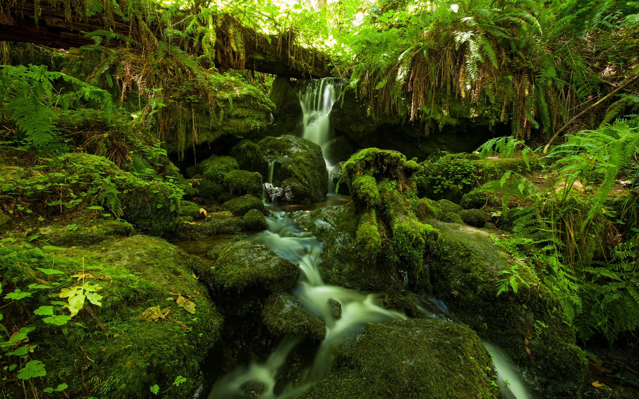 body, water, 2K, jungle, forest, plants, nature, hd, timelapse, rocks, moss, stream, stones, fern, green, HD Wallpaper