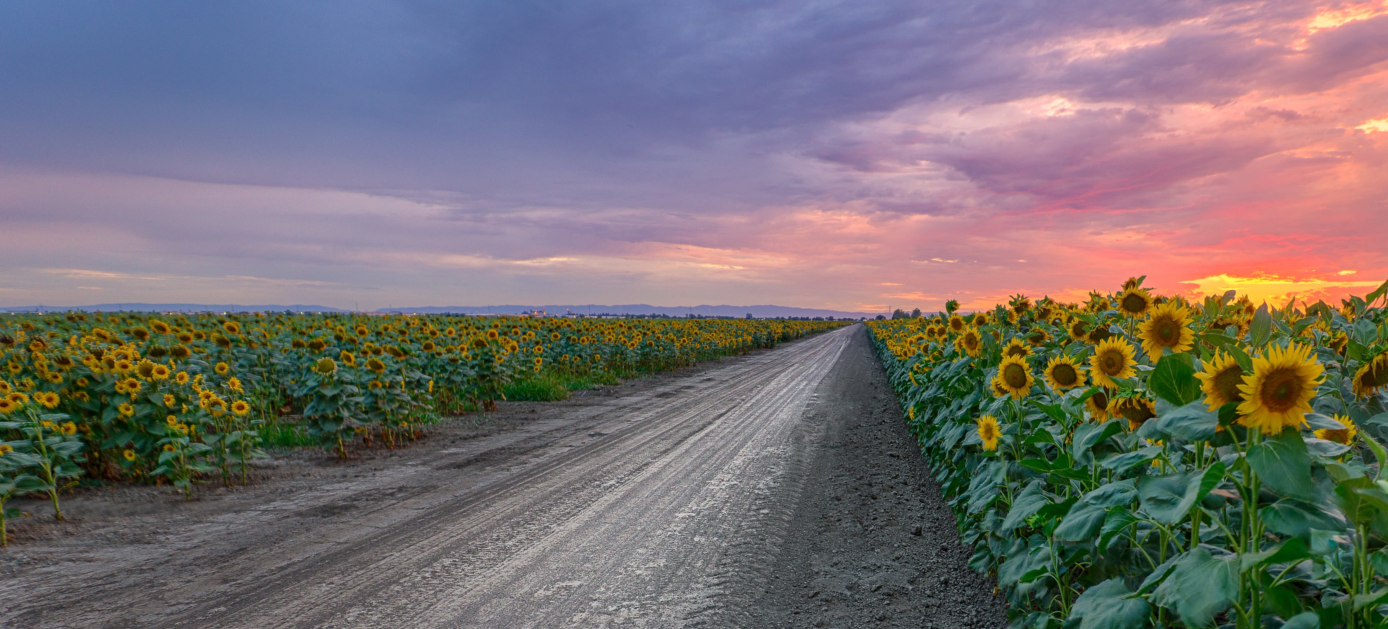 nature, photography, Foliage, Landscape, Northern California, HDR Photography, gray, Red  Road, US, Blue  California, 4K, Cloud, Sunflower, Sky, Flower, HD Wallpaper