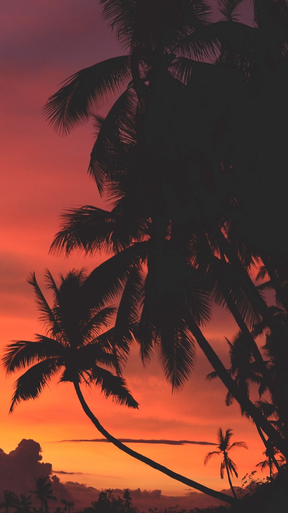 vibes, palm trees, moody, warm, 720P, dark, sunset, beach, Phone HD Wallpaper