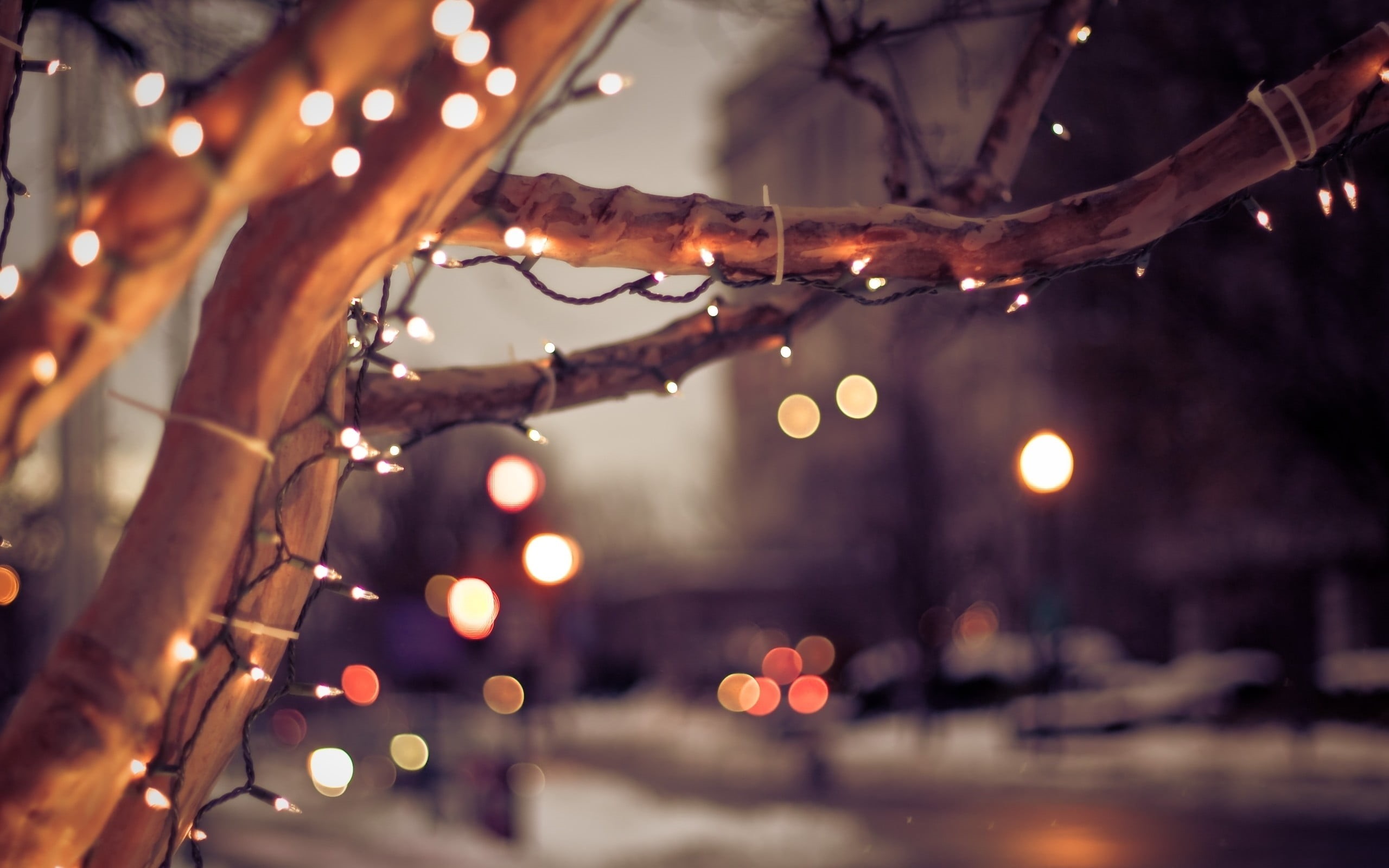 street, focus on foreground, tree, decoration, christmas lights, electricity, light, dusk, night, light - natural phenomenon, city, celebration, outdoors, HD Wallpaper