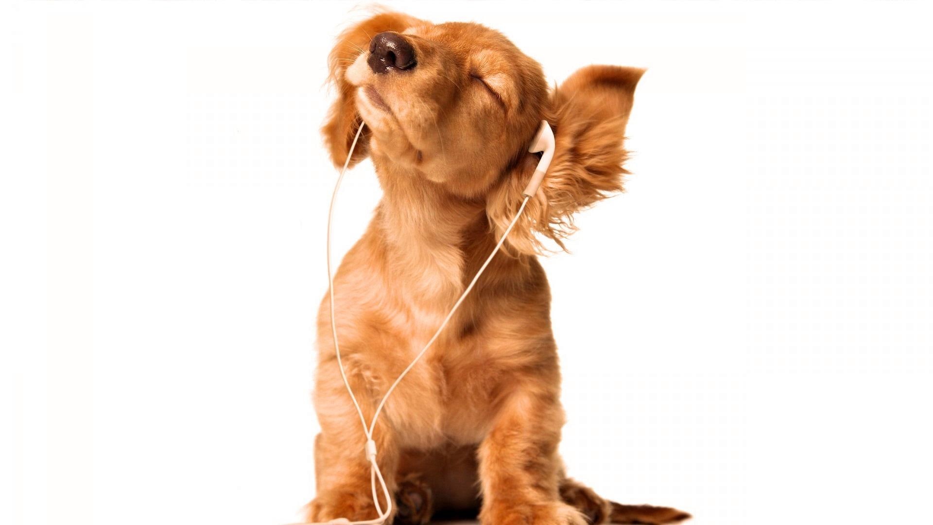animals, 1080P, white, beige, dogs, puppy, feel, earbuds, vibes, coated, brown, HD Wallpaper