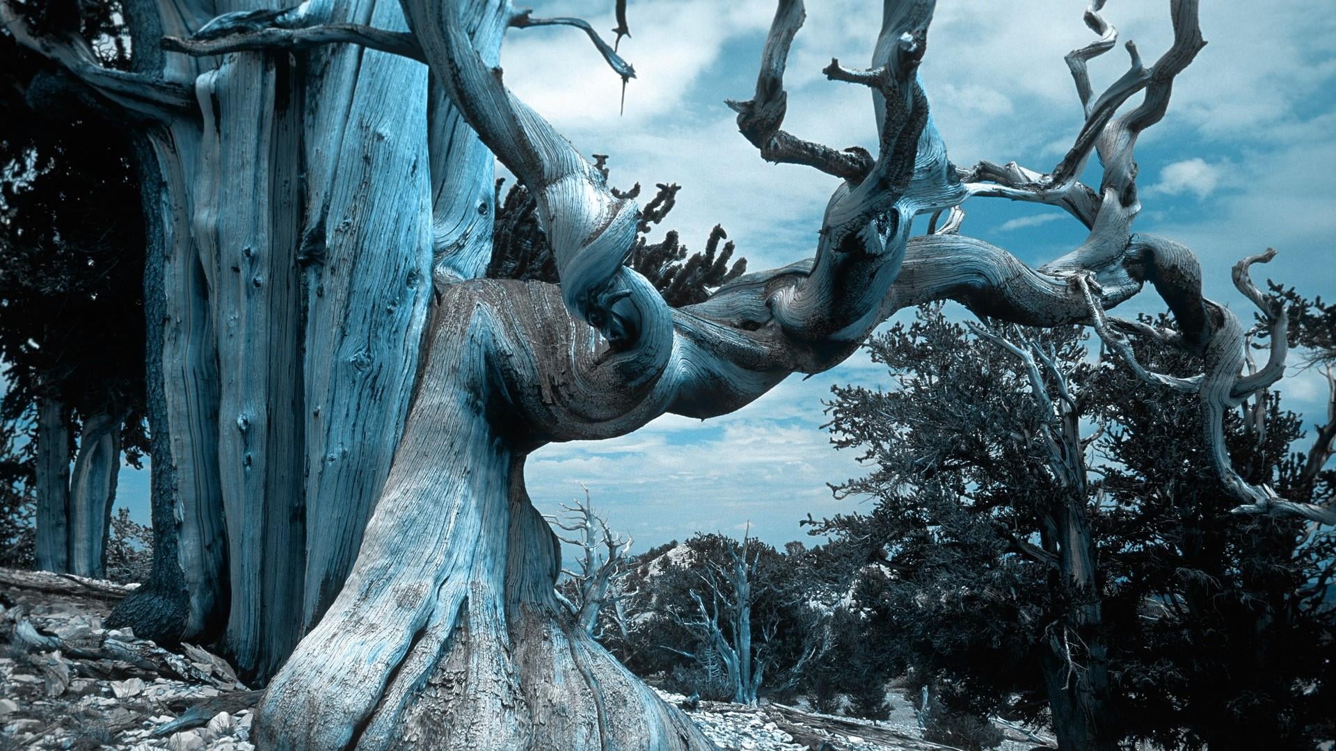 tree, representation, no people, sky, outdoors, tree trunk, old tree, trunk, beauty in nature, creativity, tranquility, 1080P, plant, landscape, dry tree, HD Wallpaper