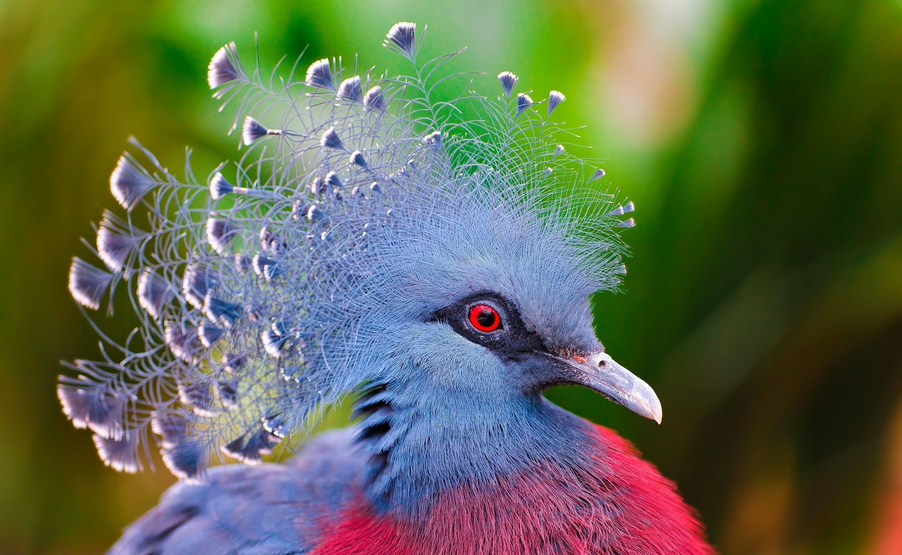 2K, close-up, Animals, vertebrate, focus on foreground, crowned, animal eye, day, one animal, no people, outdoors, multi colored, Bird, beauty in nature, HD Wallpaper