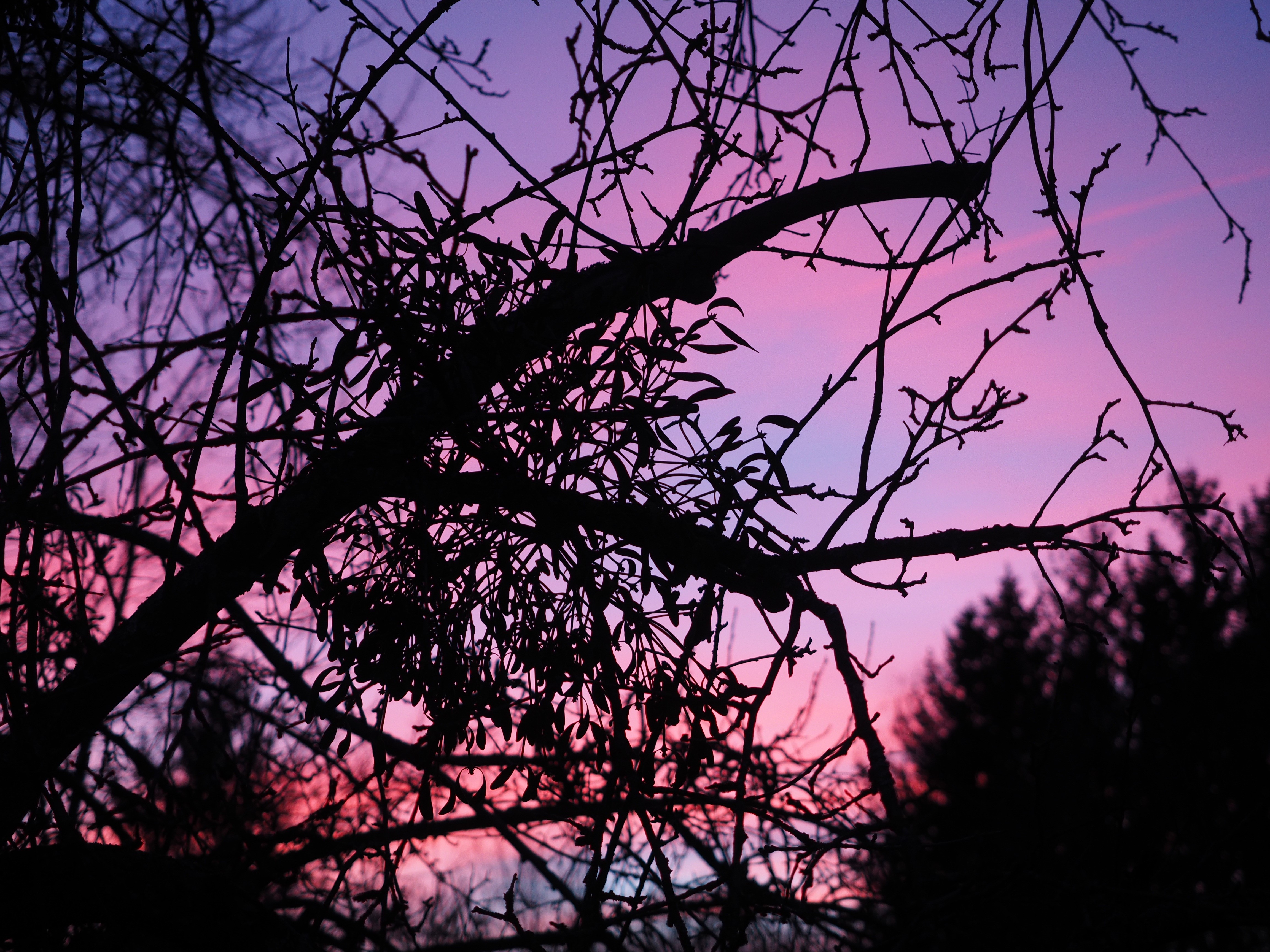 sky color, beauty in nature, bare tree, reddish, outdoors, trees, scenics - nature, low angle view, tree, pink, purple, plant, sky, evening sky, day, change, HD Wallpaper