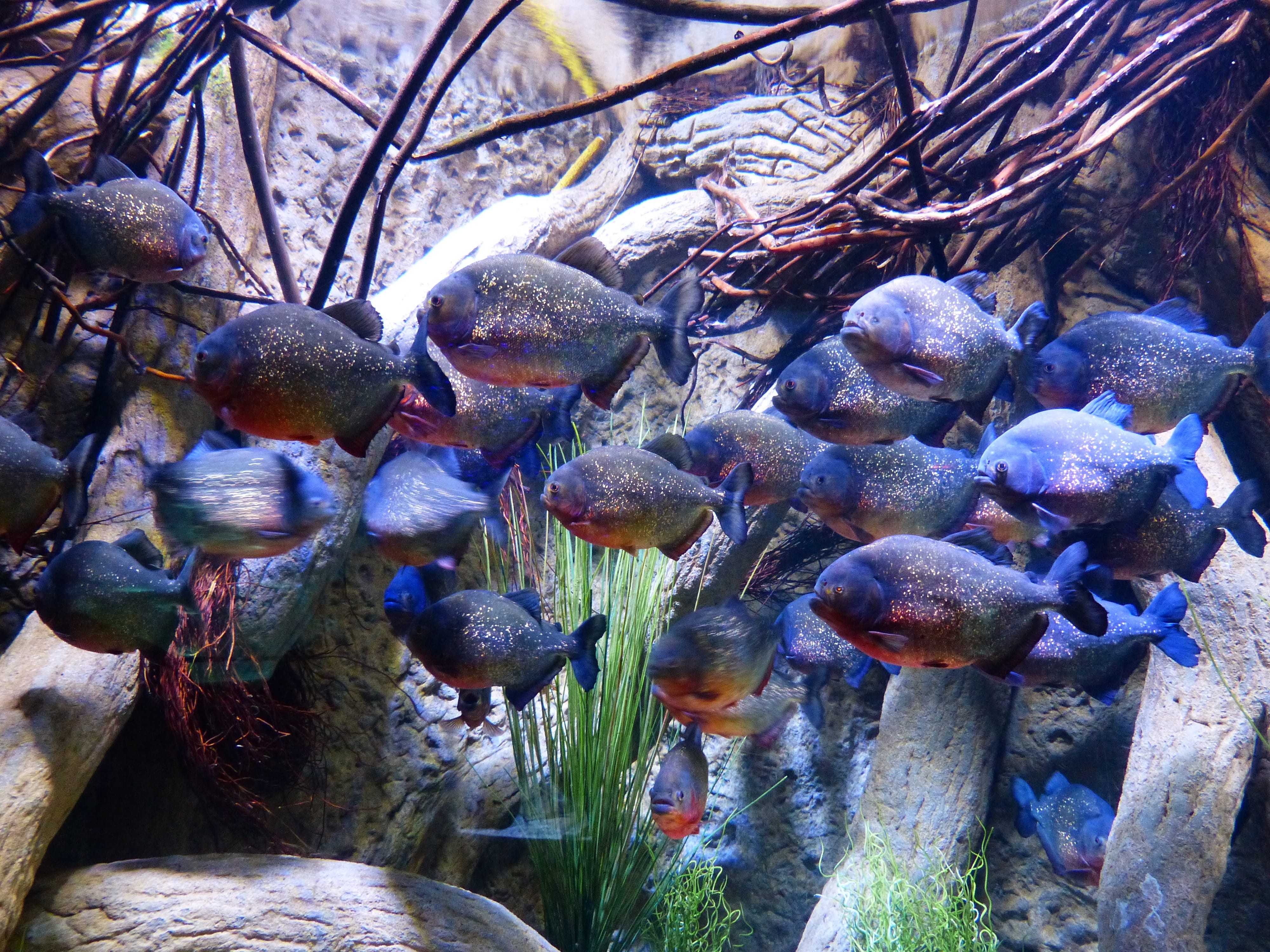 water, animal, marine, outdoors, sparkle, plant, day, serrasalmidae, nature, predatory, aquarium, animal wildlife, solid, shoal of fish, animals in the wild, HD Wallpaper
