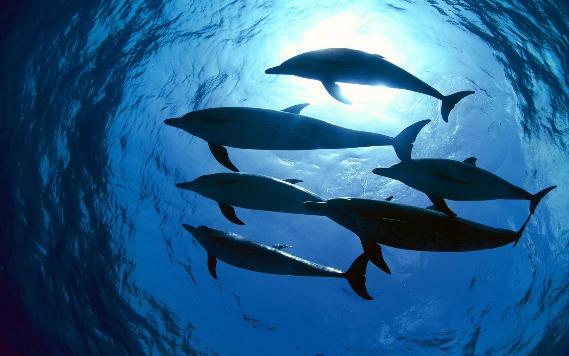 sea life, undersea, nature, outdoors, animal themes, fish, group of animals, animals in the wild, underwater, animal, animal wildlife, swimming, school, HD Wallpaper