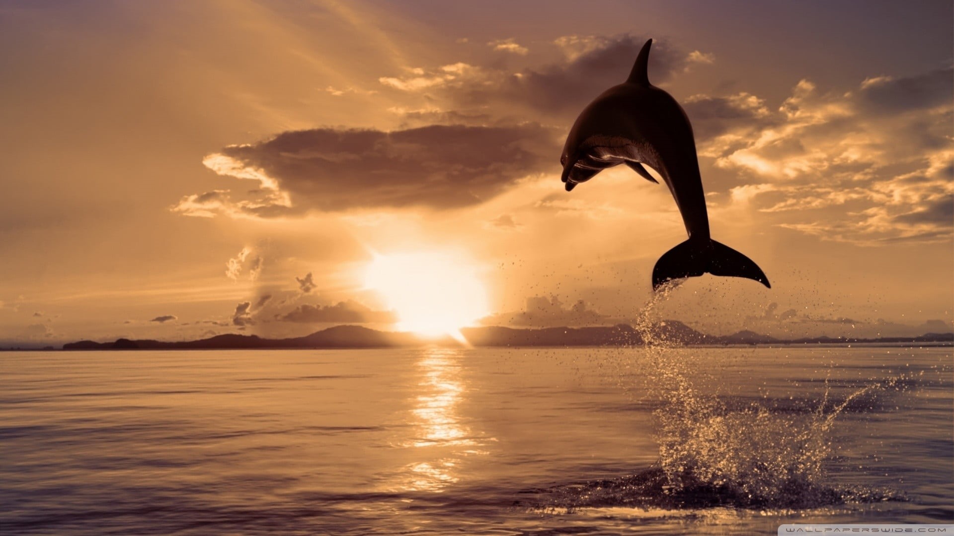 animal themes, sky, animal, vertebrate, marine, mid-air, one animal, waterfront, splashes, motion, splashing, outdoors, sun, sea, no people, water, animals in the wild, HD Wallpaper
