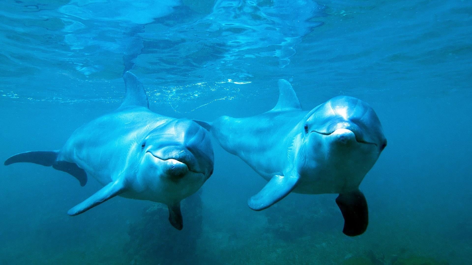day, fish, sea life, blue, animal wildlife, water, no people, undersea, group of animals, swimming, dolphins, animals in the wild, animal themes, 1080P, HD Wallpaper