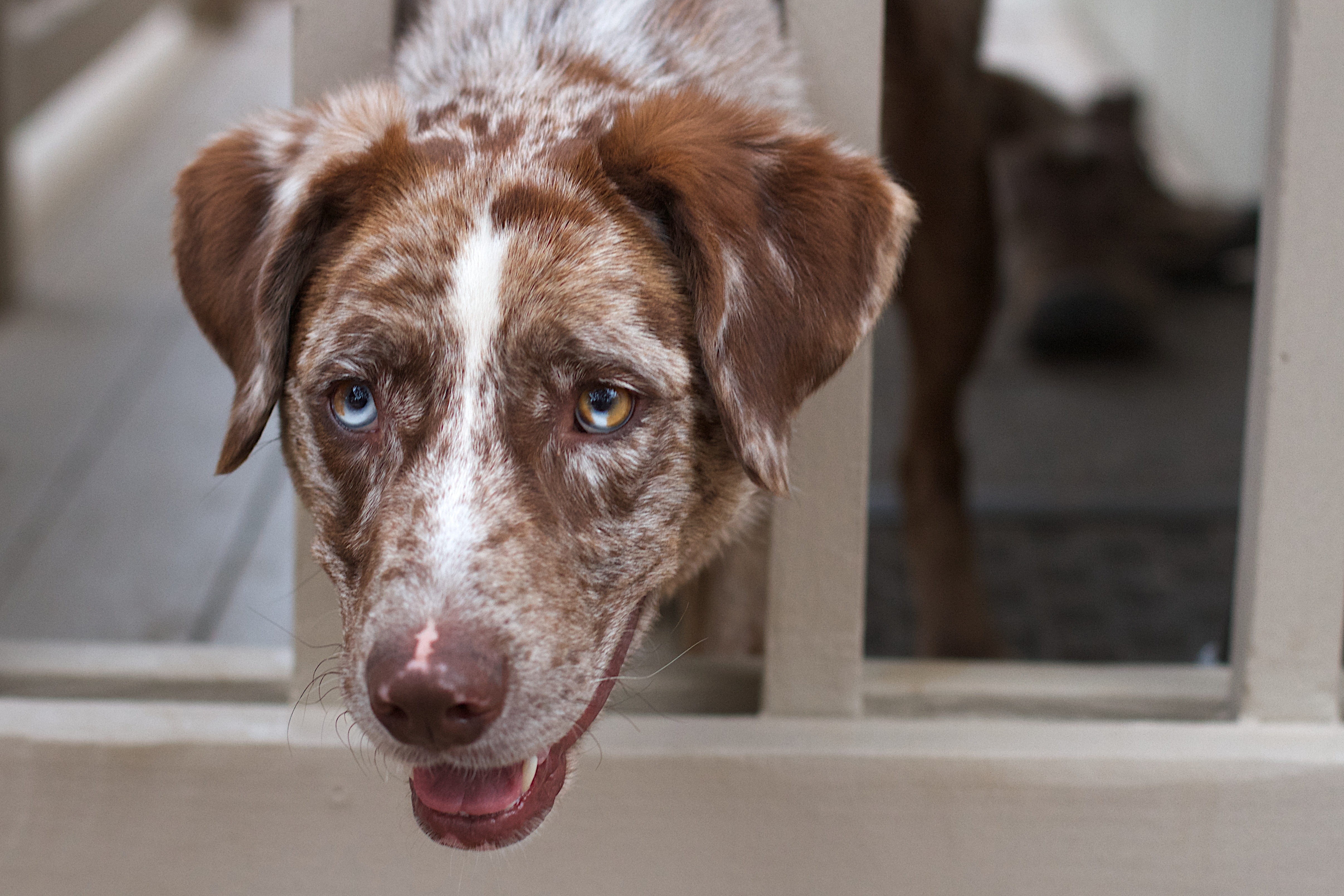 close-up, genes, pets, looking, no people, canine, brown, focus on foreground, dog, chimera, domestic, one animal, animal body part, mammal, eye, anomaly, HD Wallpaper
