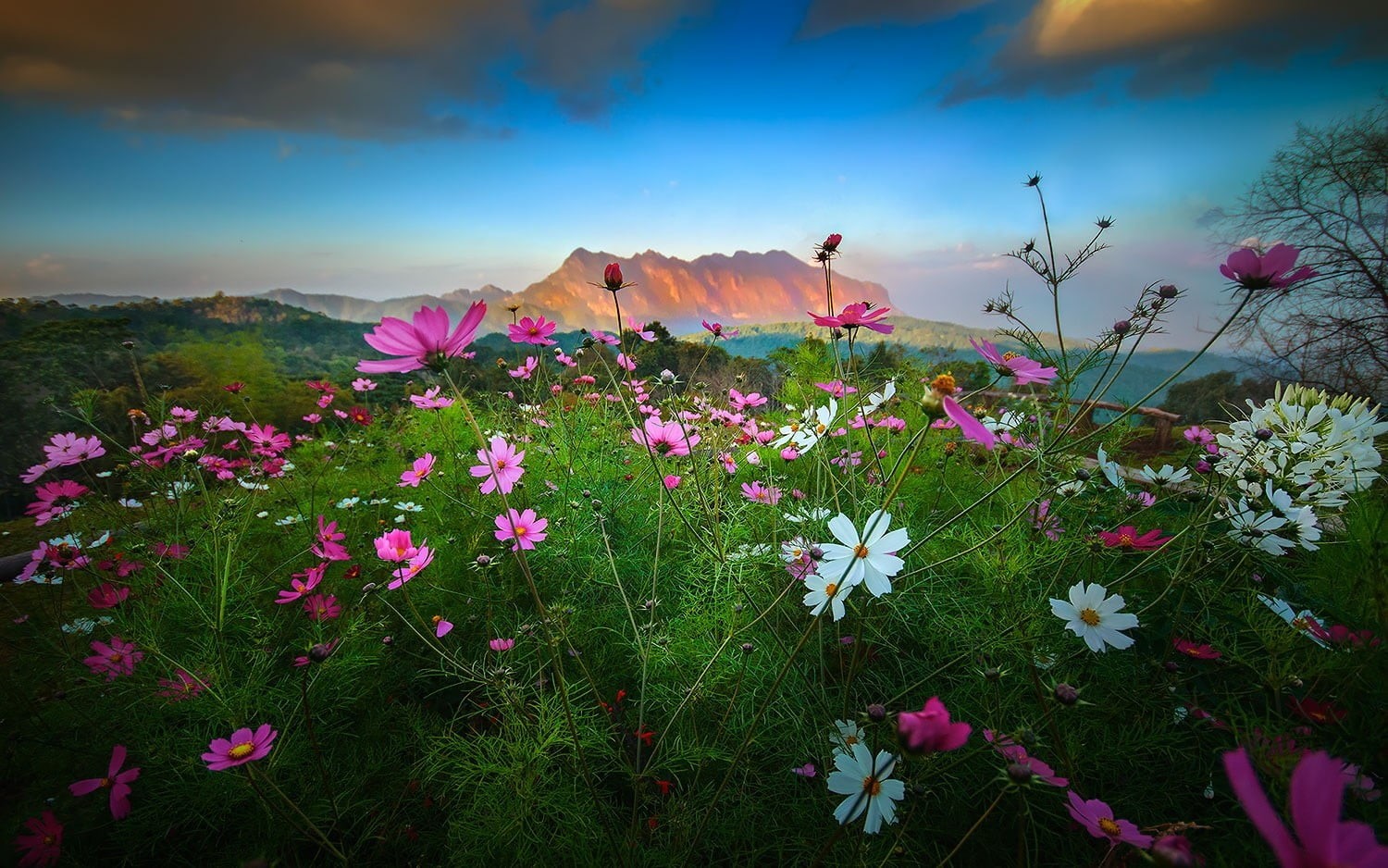 pink color, freshness, day, petal, tranquility, Thailand, land, fragility, pink, landscape, flower head, sunset, spring, flowers, plant, mountains, cloud - sky, HD Wallpaper