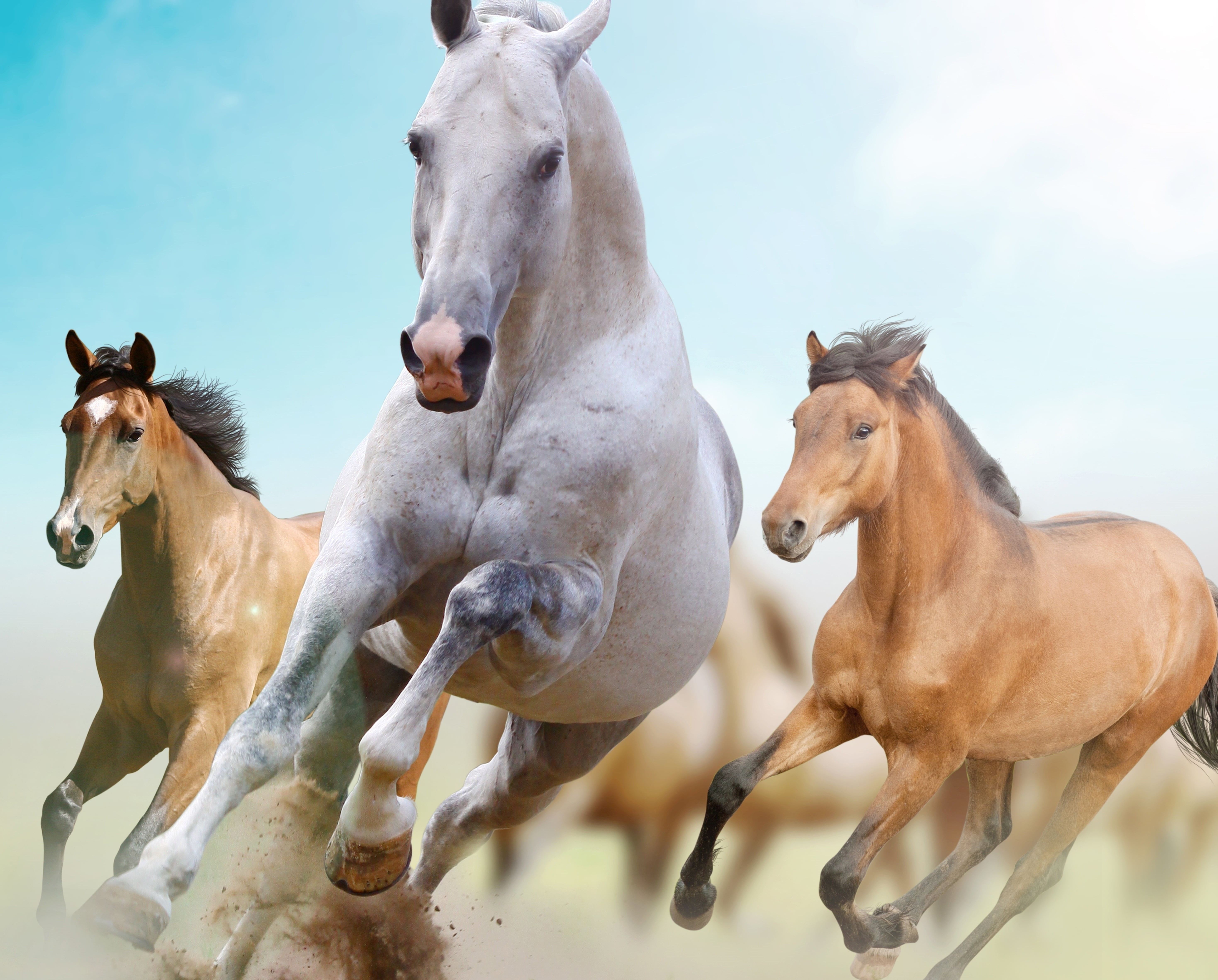 paddock, animal, agriculture, freedom, pasture, herbivorous, animal themes, rural Scene, brown, vertebrate, animal family, farm, mammal, filly, meadow, HD Wallpaper