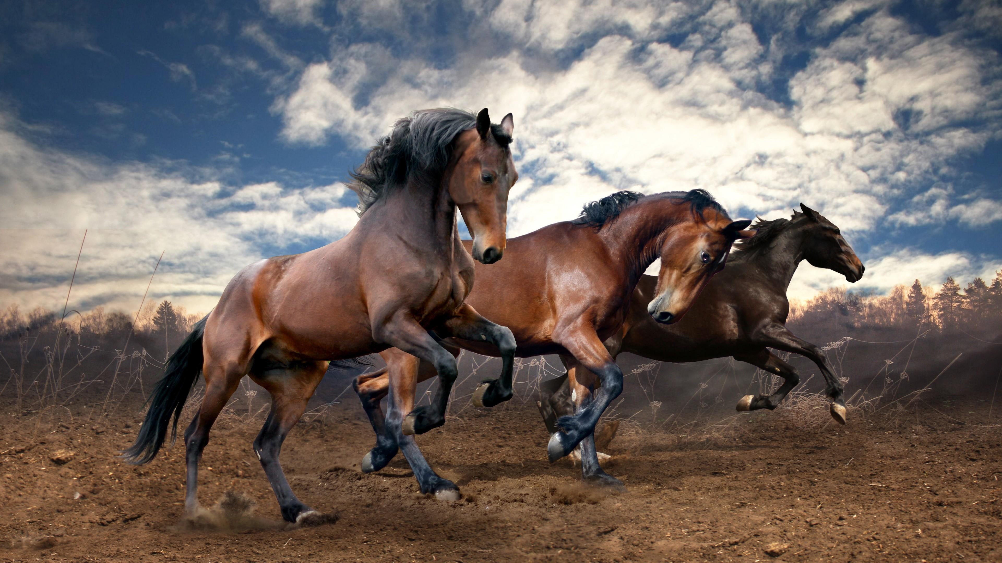 ground, horses, 4K, animals, running, HD Wallpaper