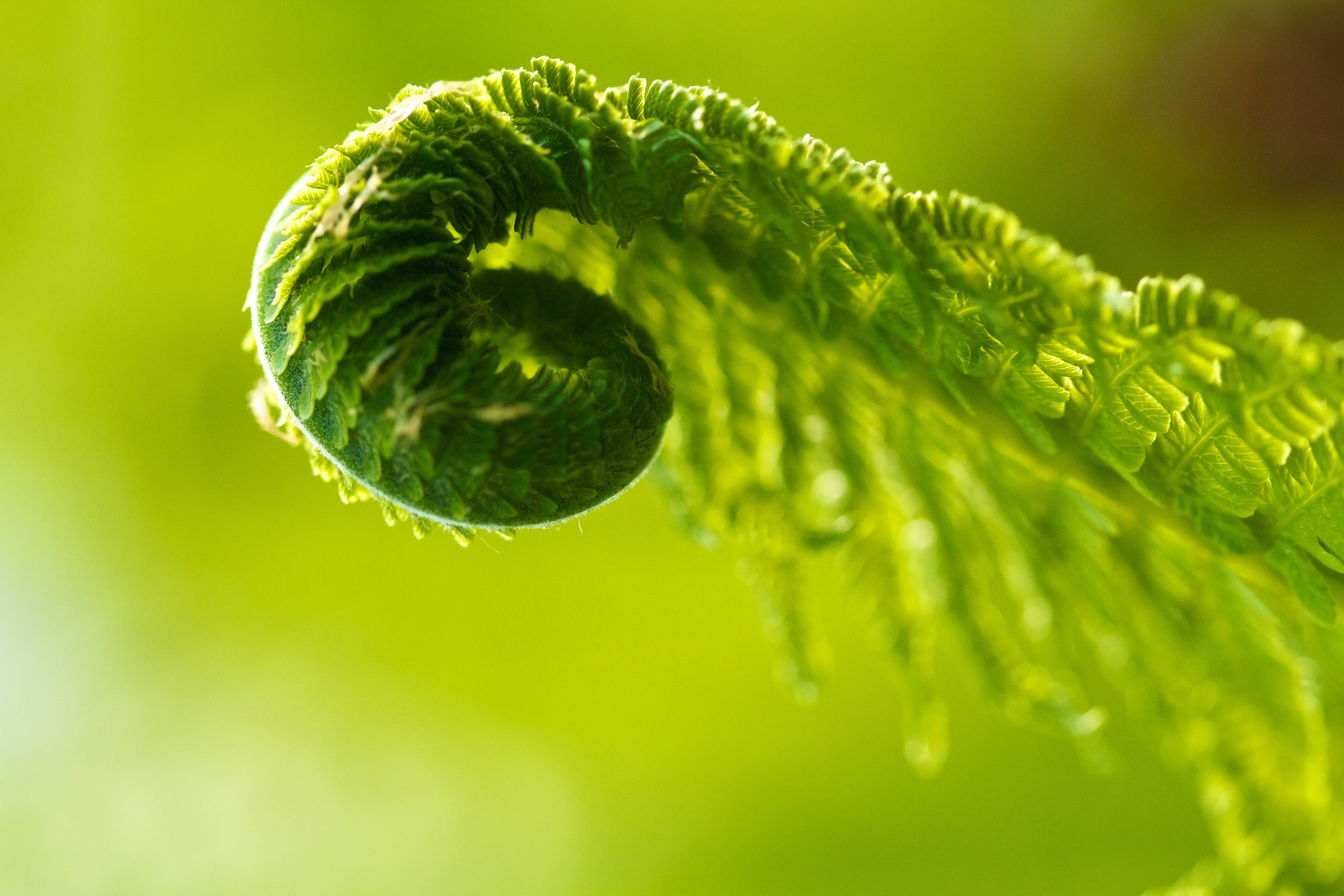 shot, macro, 5K, nature, leaves, plant, photography, Loop Unrolling, macro shot, close-up, Explored, leaf, first, green Color, growth, fern  green, freshness, HD Wallpaper