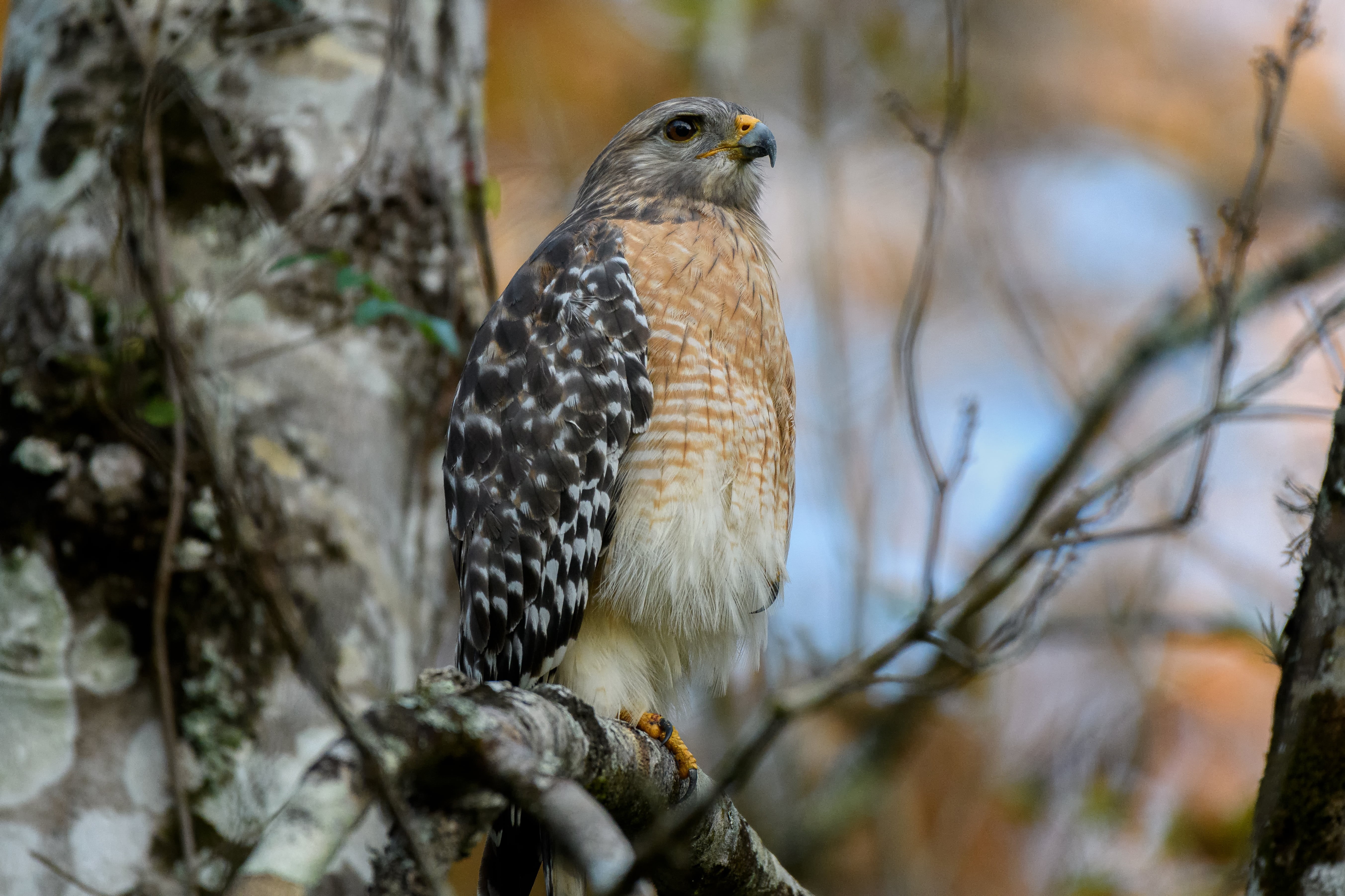 naples, Florida, wildlife, Naples  Florida, black and brown, feather, hawk - Bird, daytime, black, shouldered, 5K, swamp, animals Hunting, nature, beak, HD Wallpaper