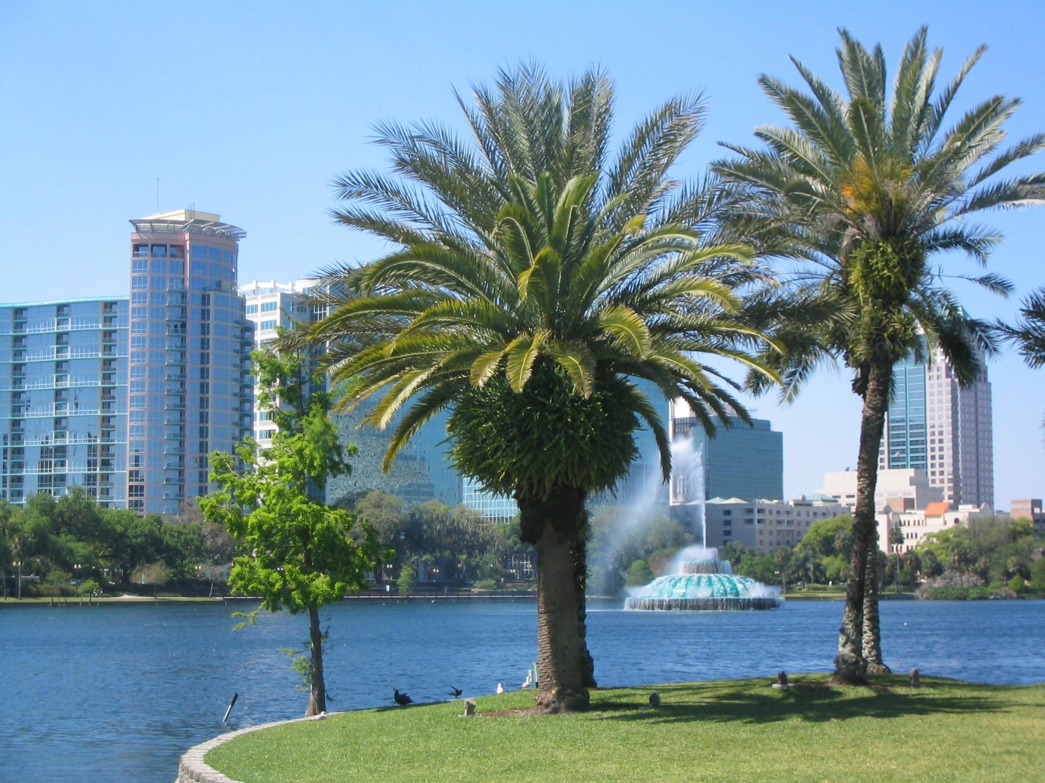 palm, palm tree, river, near, trees, growth, office building exterior, park - Man Made Space, nature, usa, plant, outdoors, architecture, tropical climate, HD Wallpaper